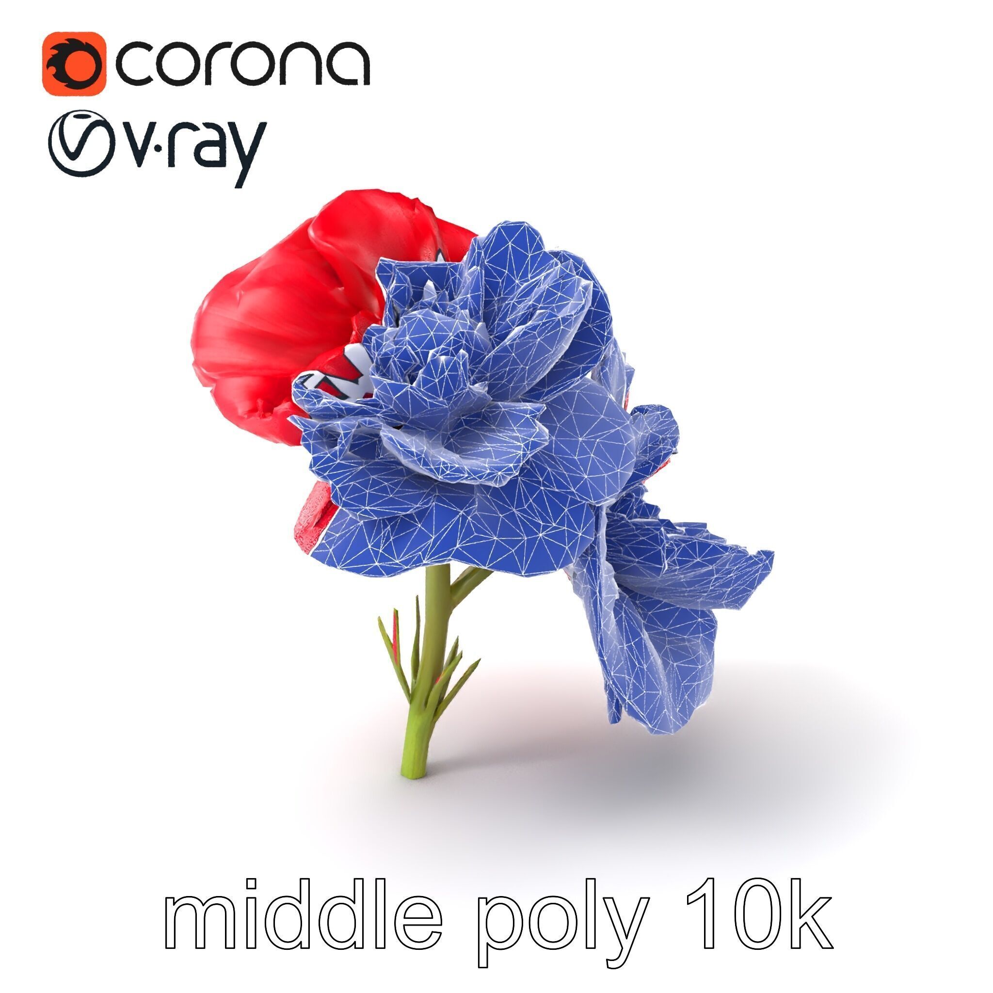 Papaver Double Flower Realistic Wavy model pack Low-poly 3D model_6