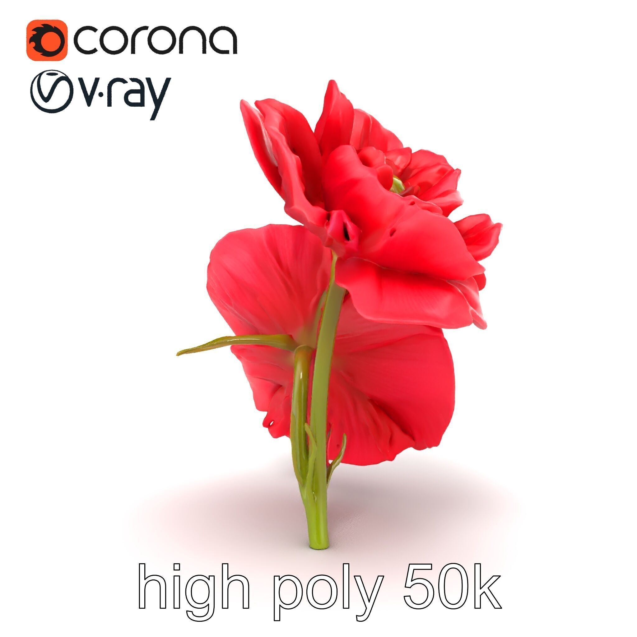 Papaver Double Flower Realistic Wavy model pack Low-poly 3D model_19