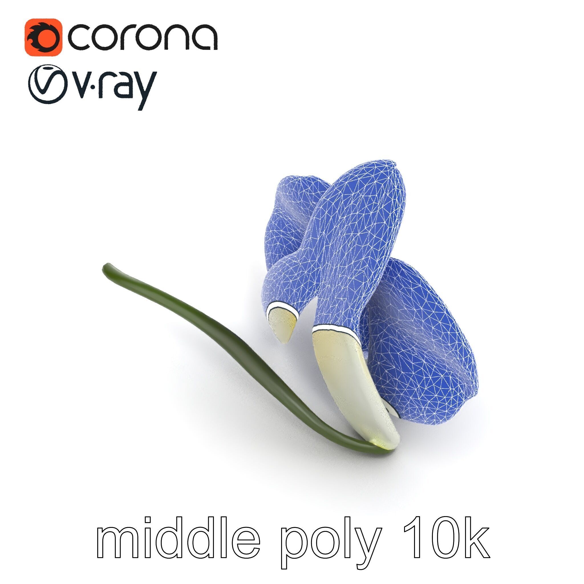 Vivid Cambria Orchid Hybrid model pack Low-poly 3D model_25