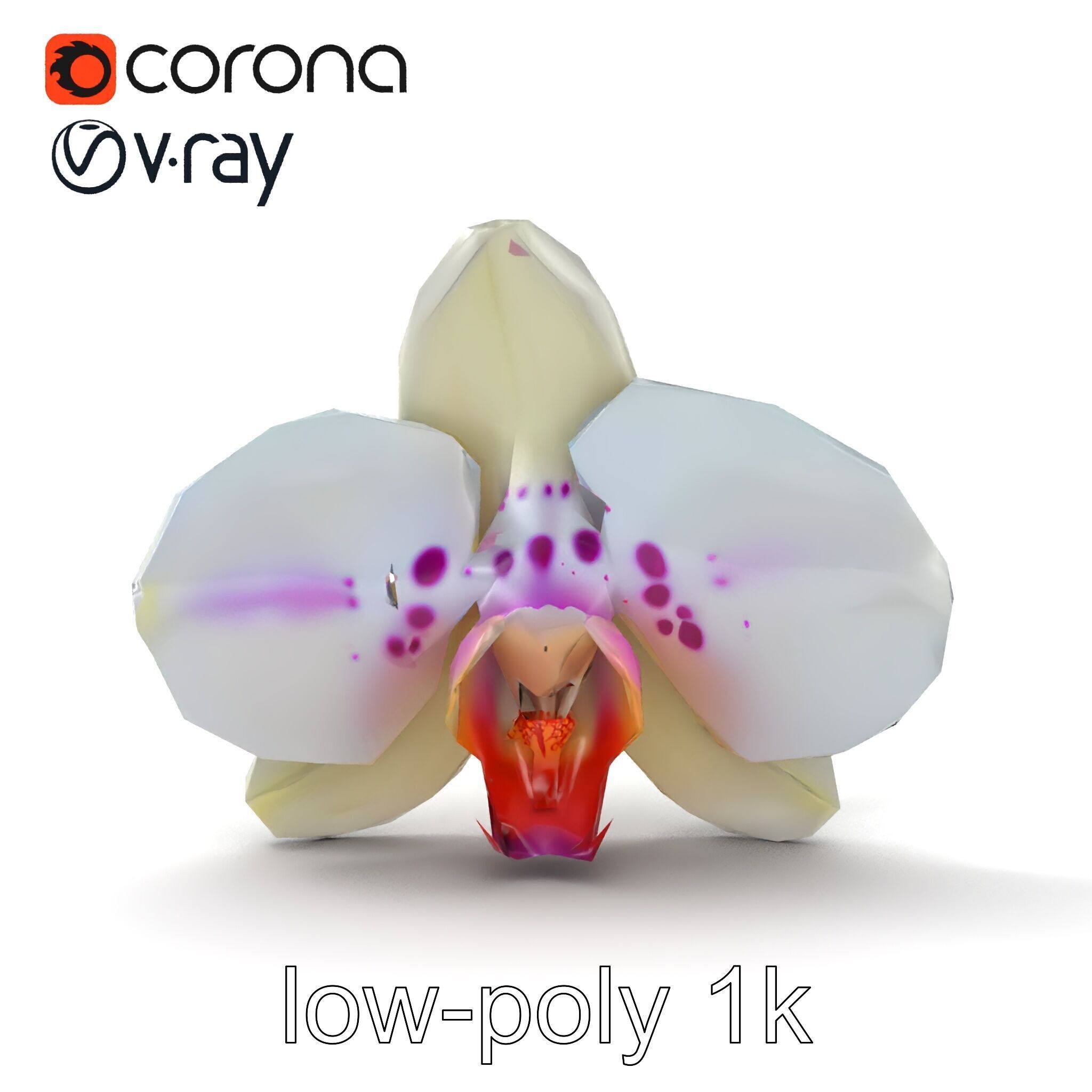 Vivid Cambria Orchid Hybrid model pack Low-poly 3D model_11