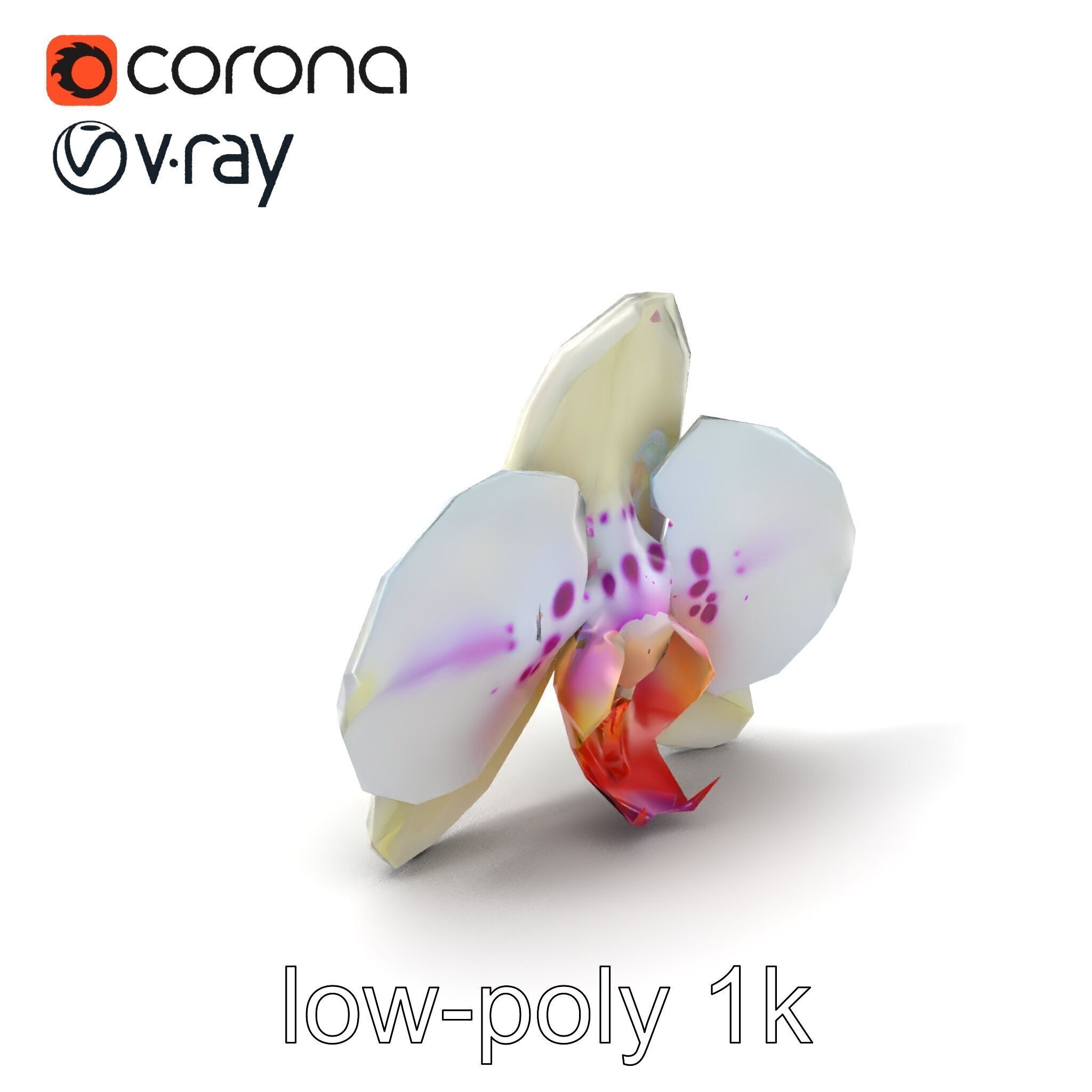 Vivid Cambria Orchid Hybrid model pack Low-poly 3D model_4