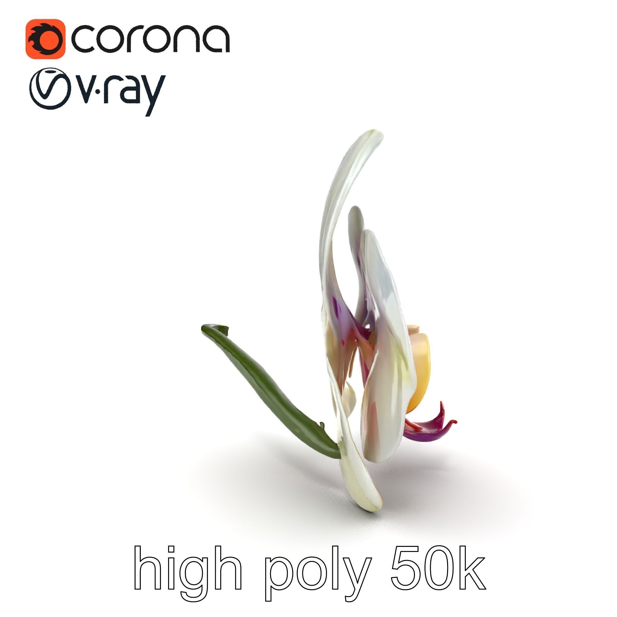 Vivid Cambria Orchid Hybrid model pack Low-poly 3D model_15