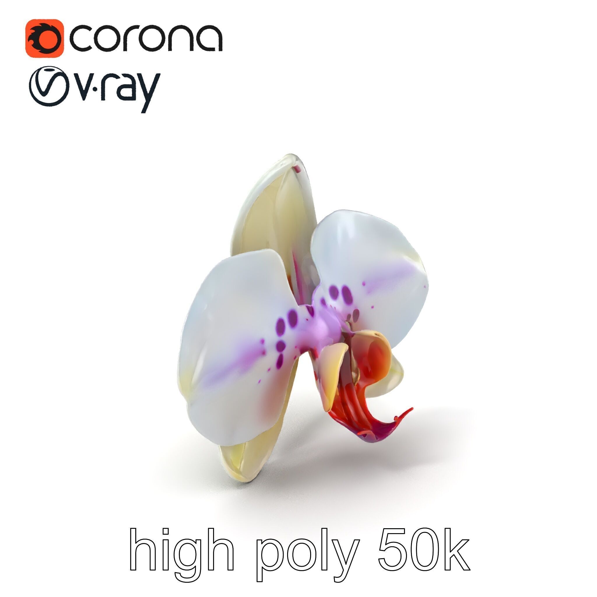 Vivid Cambria Orchid Hybrid model pack Low-poly 3D model_2