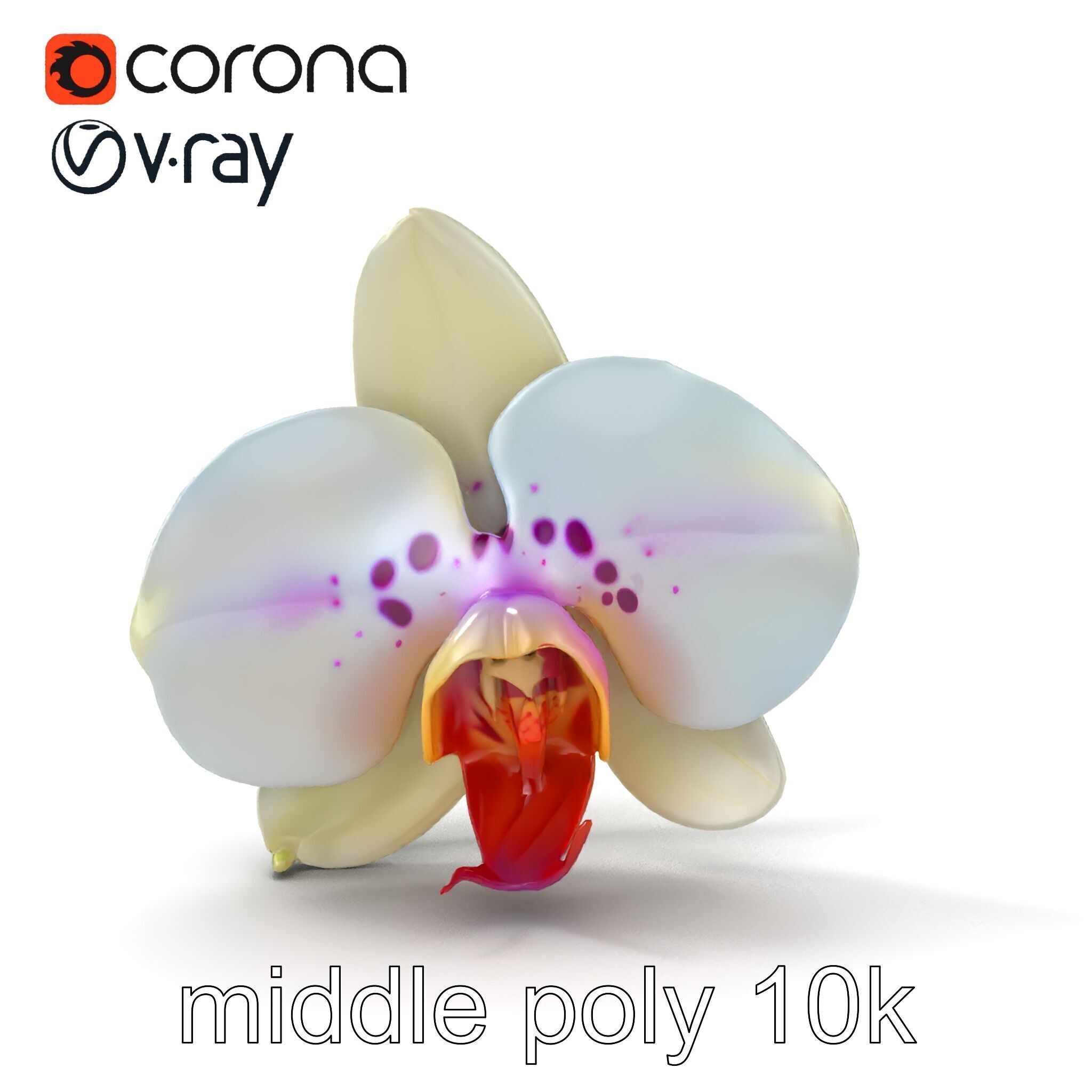 Vivid Cambria Orchid Hybrid model pack Low-poly 3D model_14