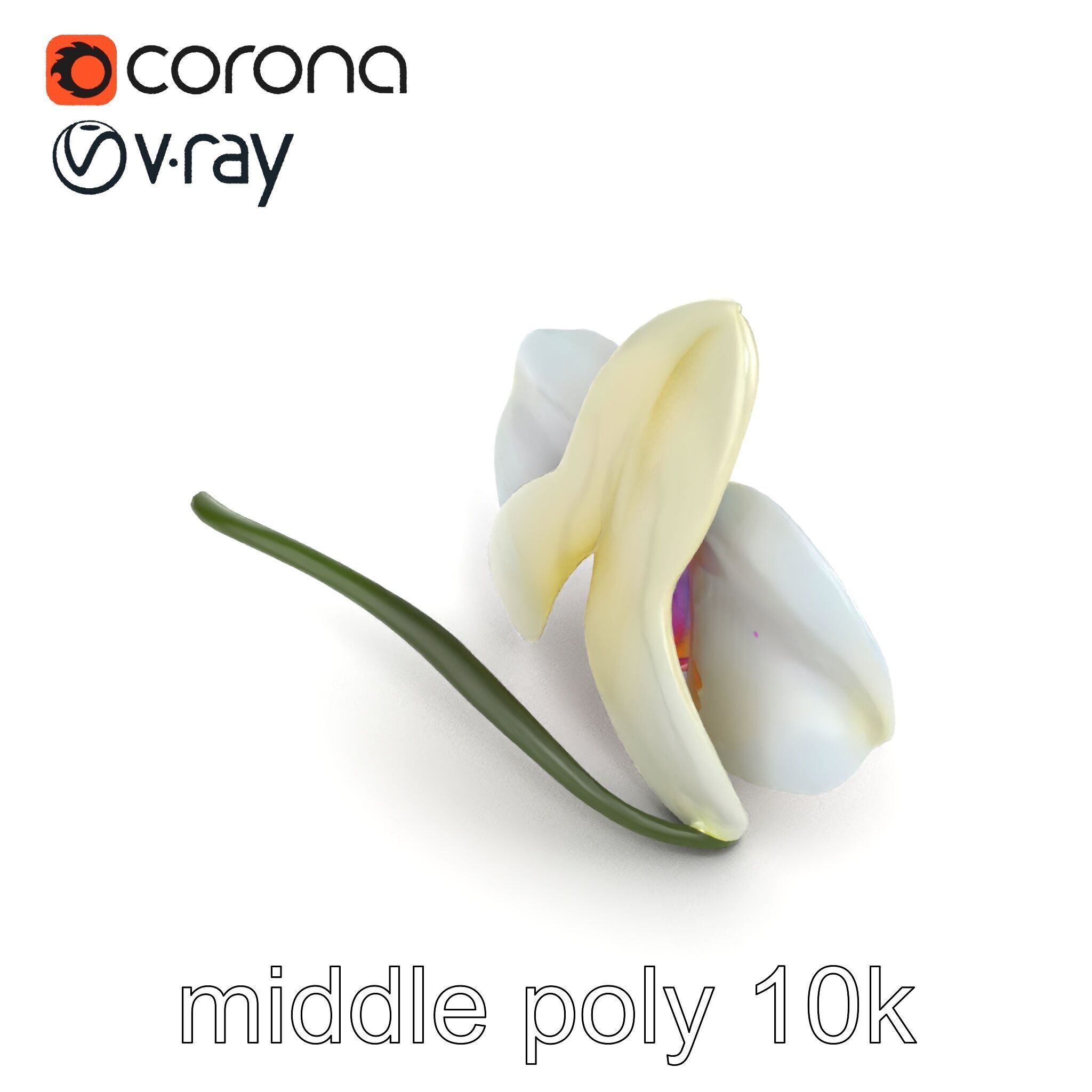 Vivid Cambria Orchid Hybrid model pack Low-poly 3D model_17