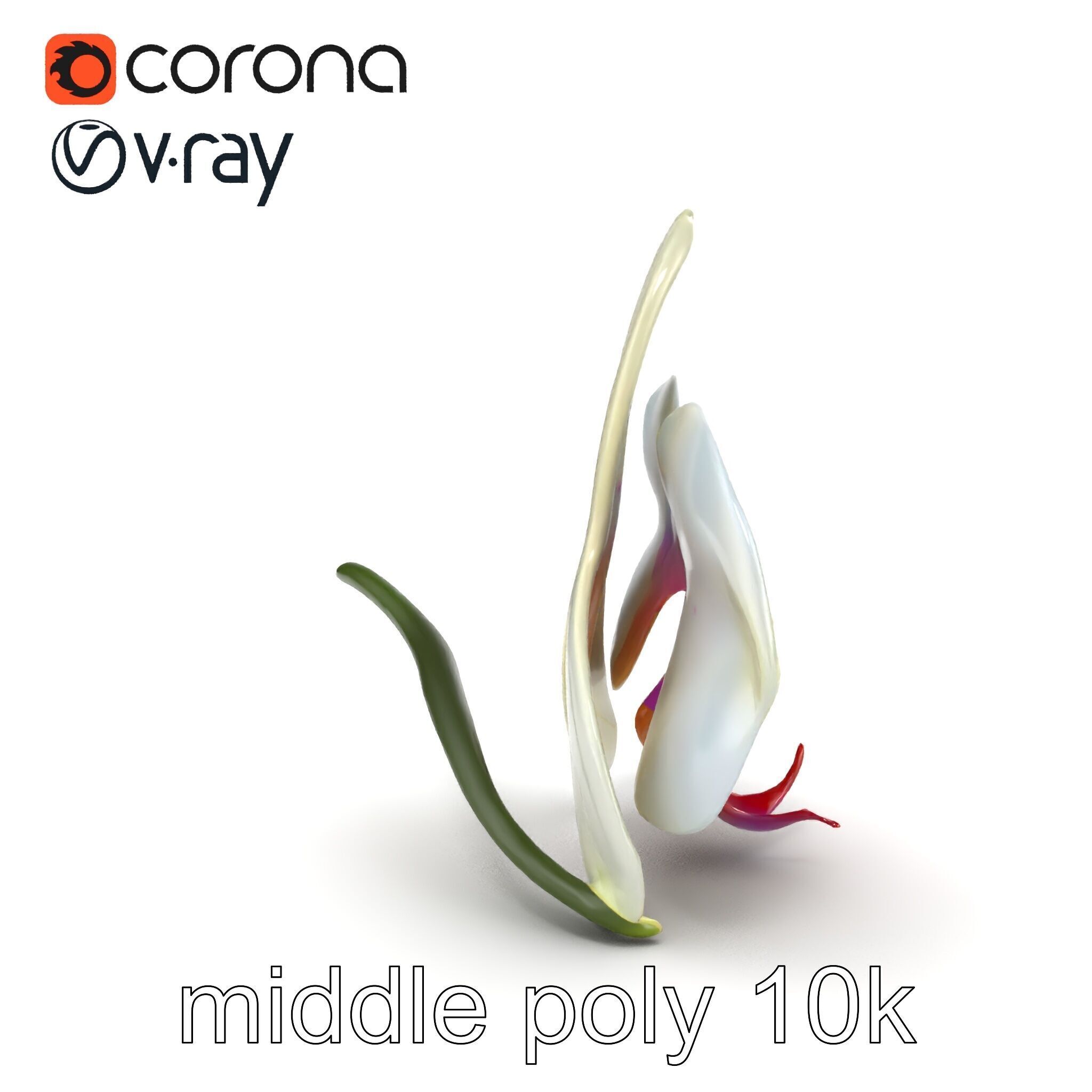 Vivid Cambria Orchid Hybrid model pack Low-poly 3D model_30