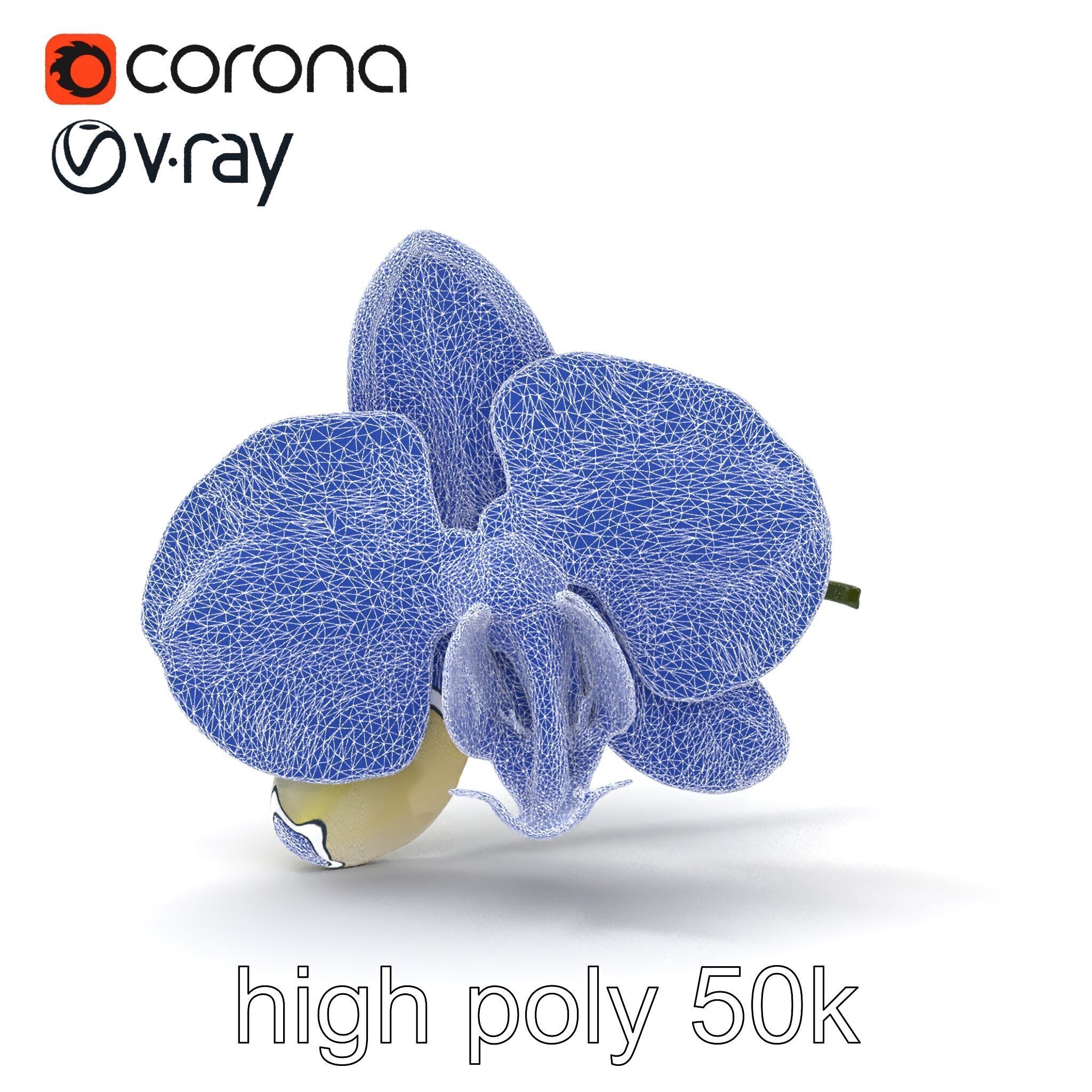 Vivid Cambria Orchid Hybrid model pack Low-poly 3D model_28