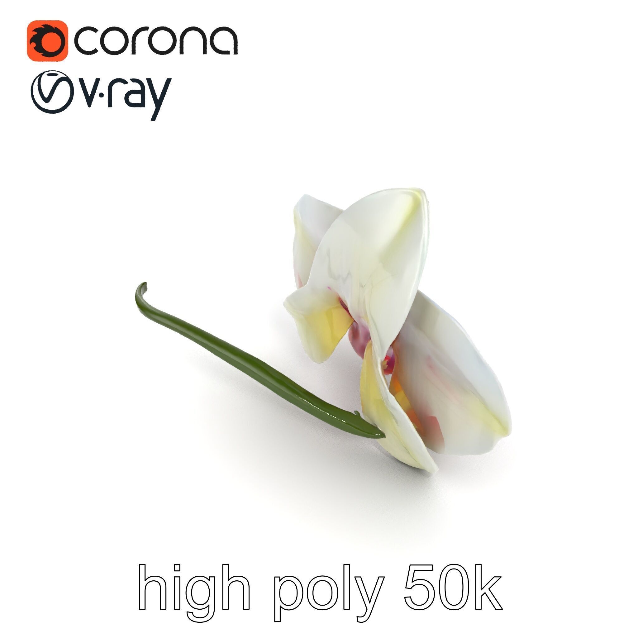 Vivid Cambria Orchid Hybrid model pack Low-poly 3D model_22