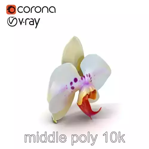 Vivid Cambria Orchid Hybrid model pack Low-poly 3D model