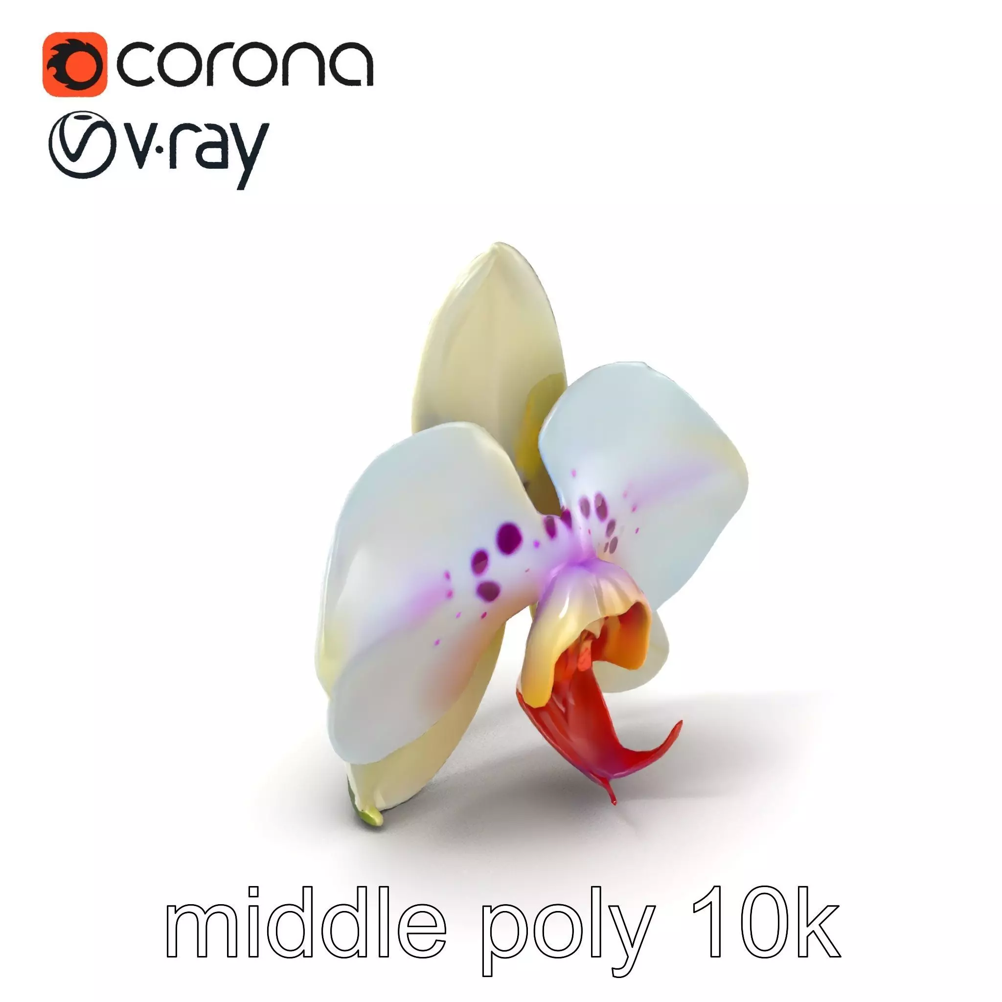Vivid Cambria Orchid Hybrid model pack Low-poly 3D model_0