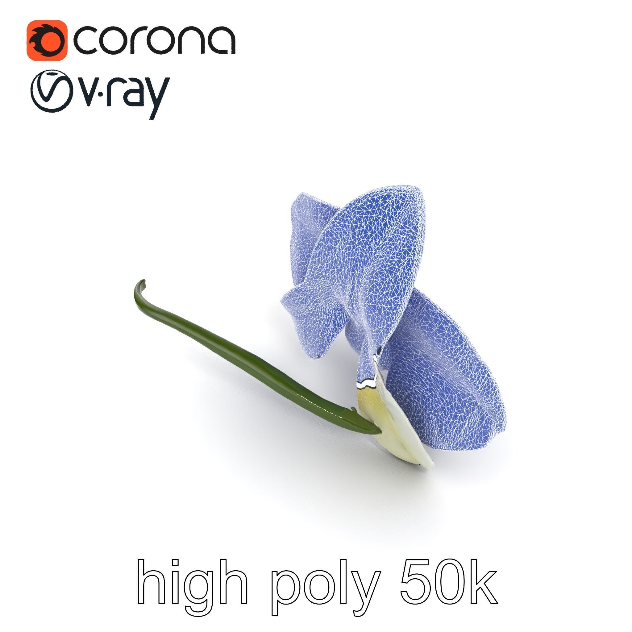 Vivid Cambria Orchid Hybrid model pack Low-poly 3D model_13