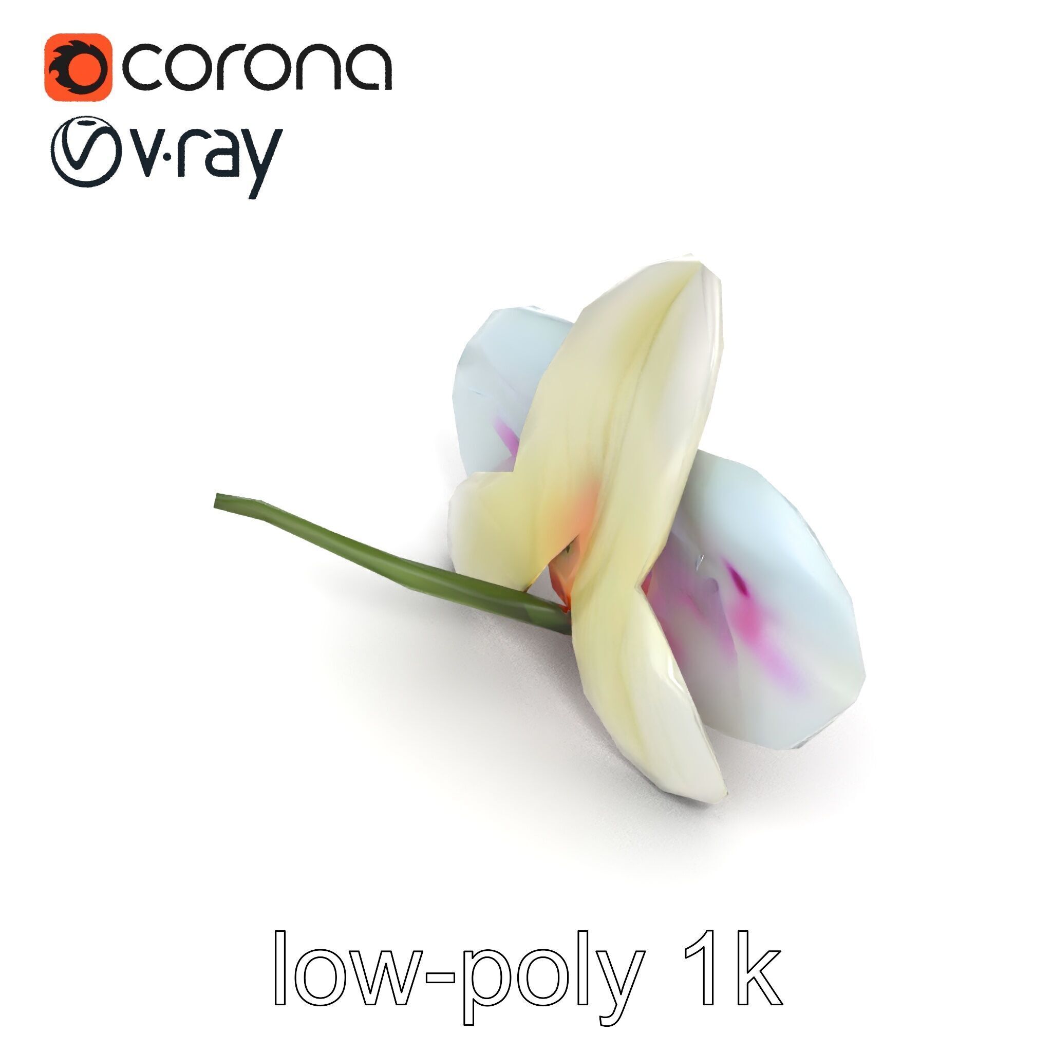 Vivid Cambria Orchid Hybrid model pack Low-poly 3D model_16