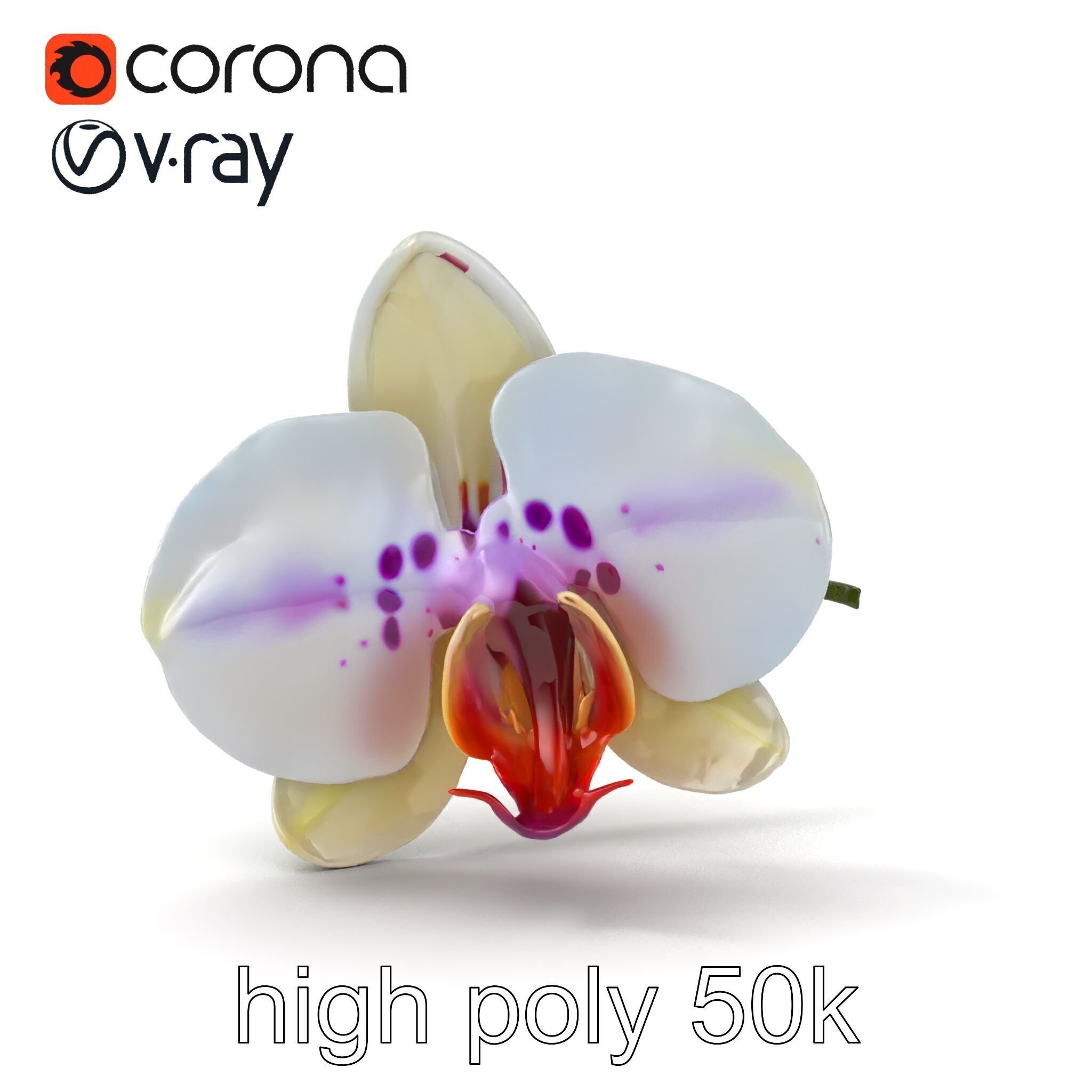 Vivid Cambria Orchid Hybrid model pack Low-poly 3D model_12