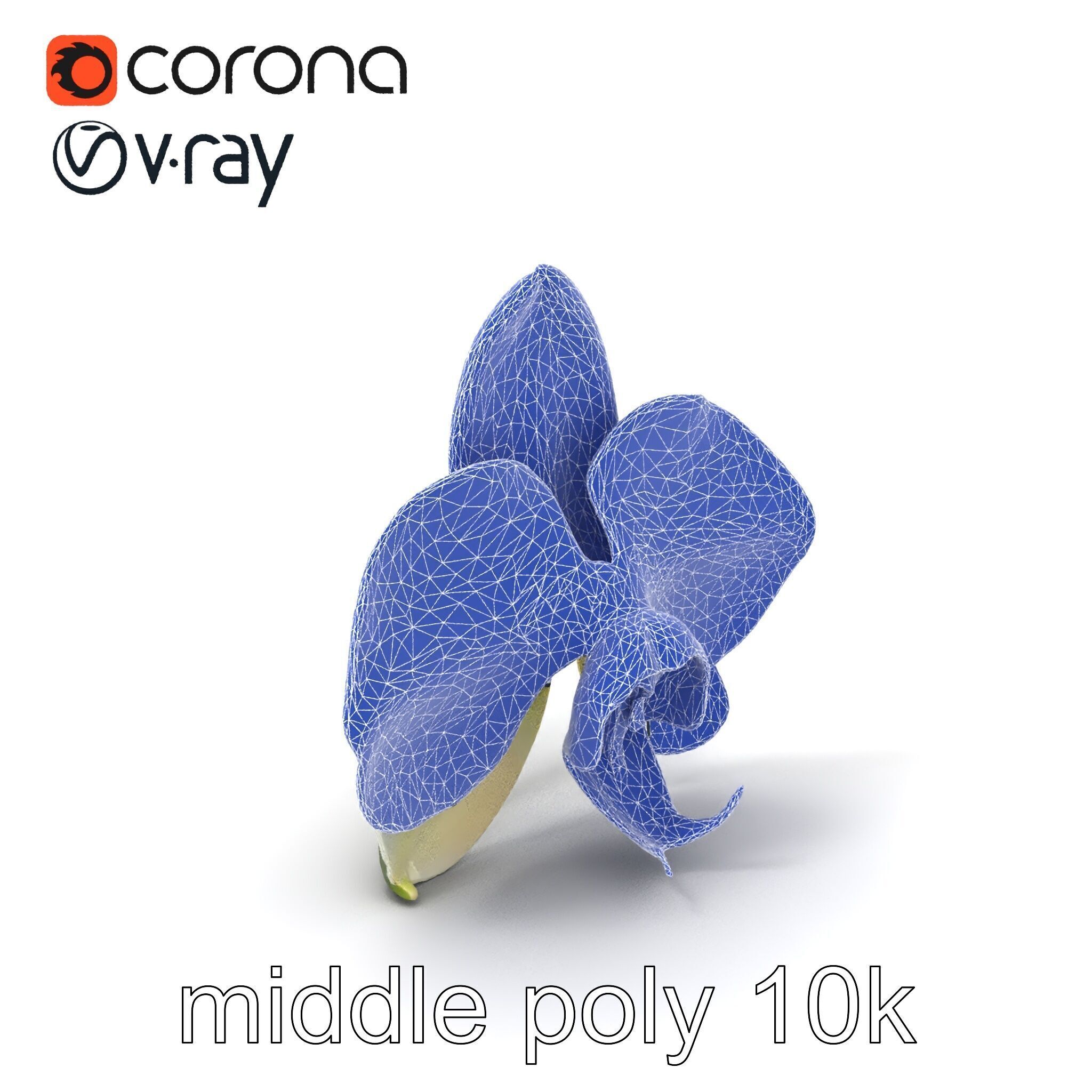 Vivid Cambria Orchid Hybrid model pack Low-poly 3D model_5