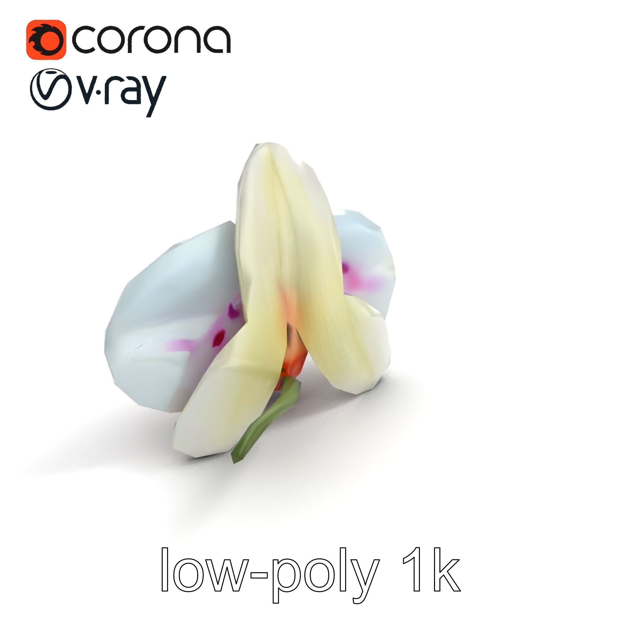 Vivid Cambria Orchid Hybrid model pack Low-poly 3D model_8