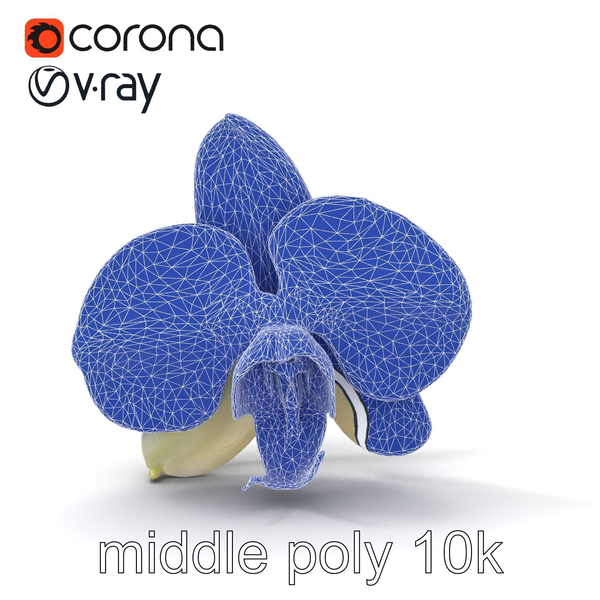 Vivid Cambria Orchid Hybrid model pack Low-poly 3D model_20