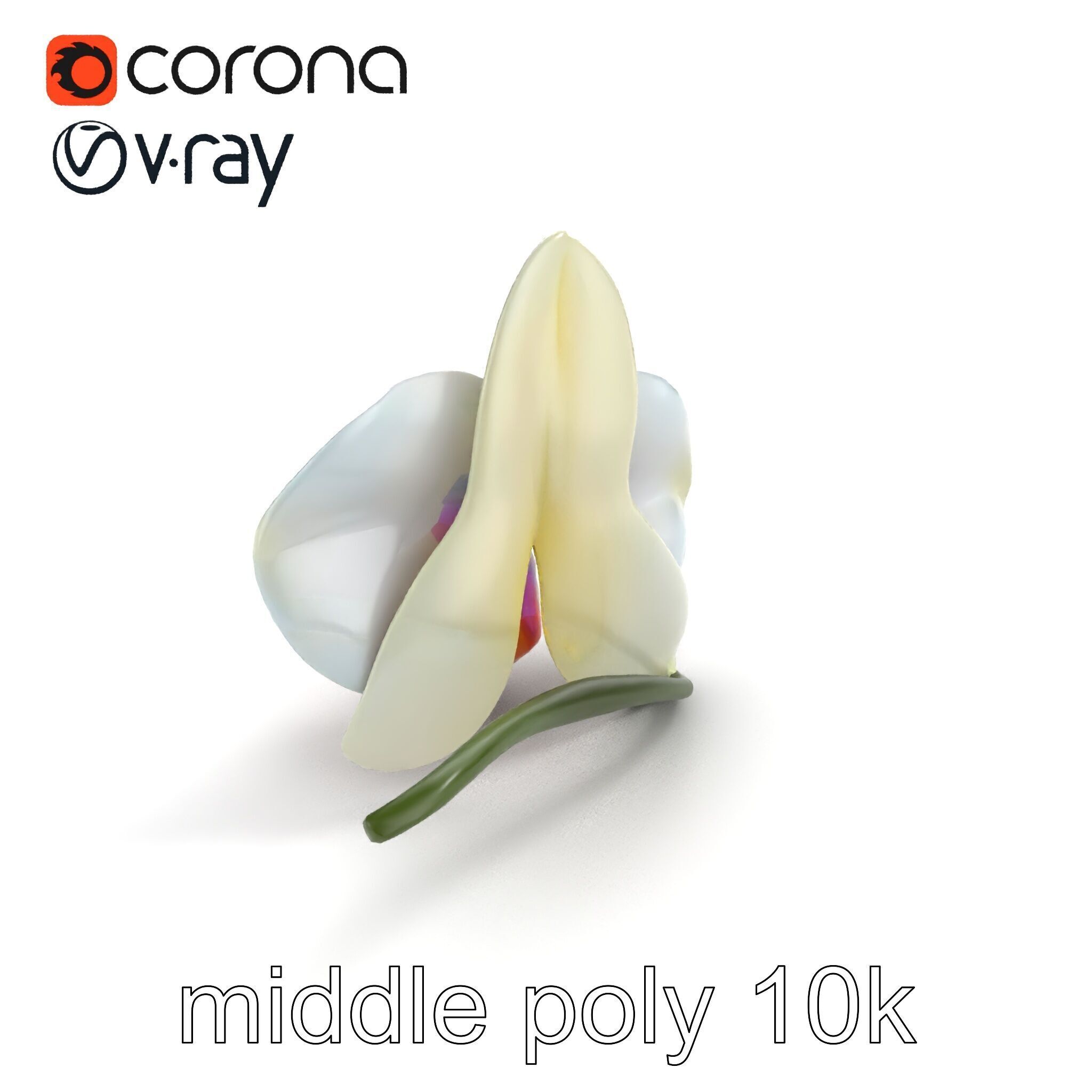 Vivid Cambria Orchid Hybrid model pack Low-poly 3D model_7