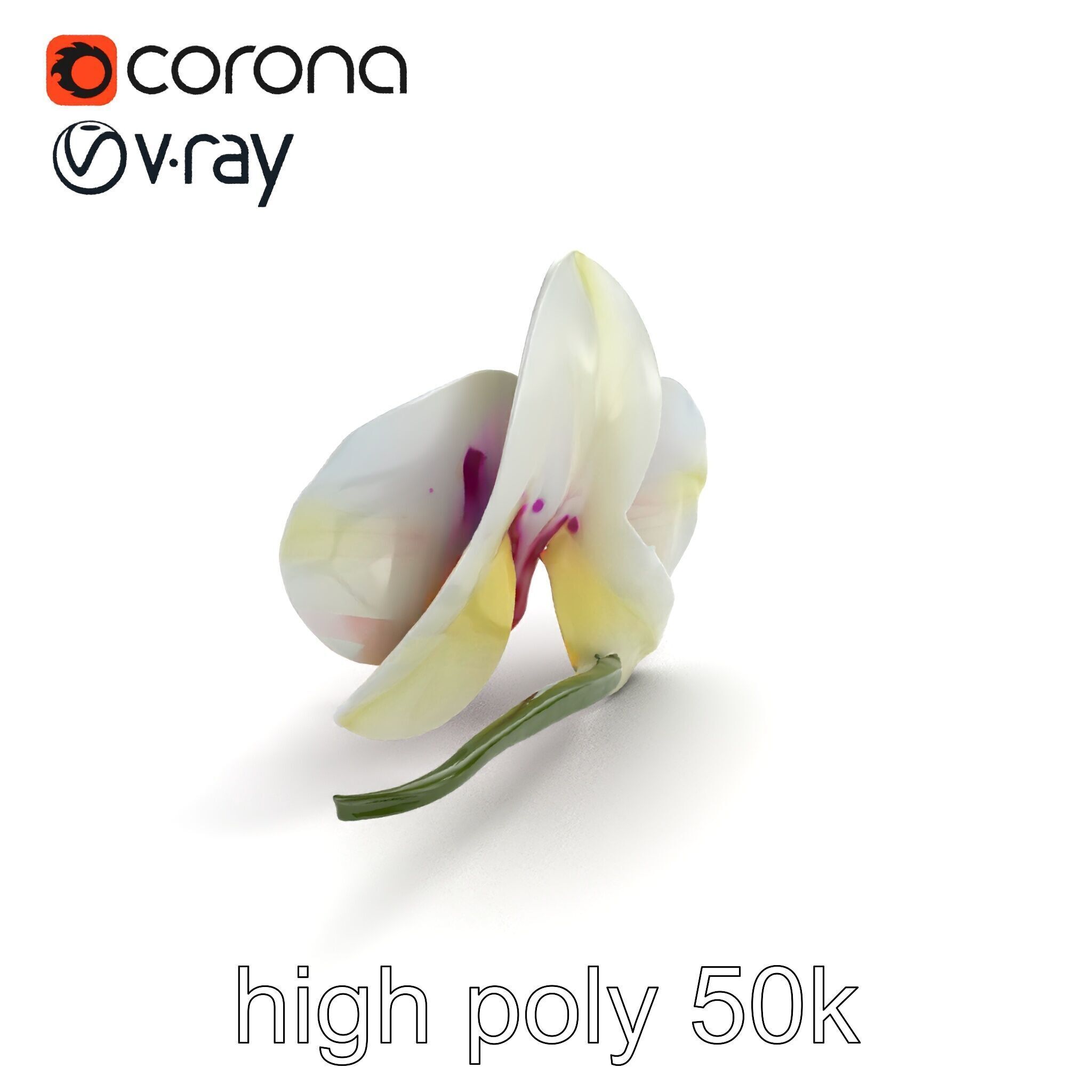 Vivid Cambria Orchid Hybrid model pack Low-poly 3D model_9