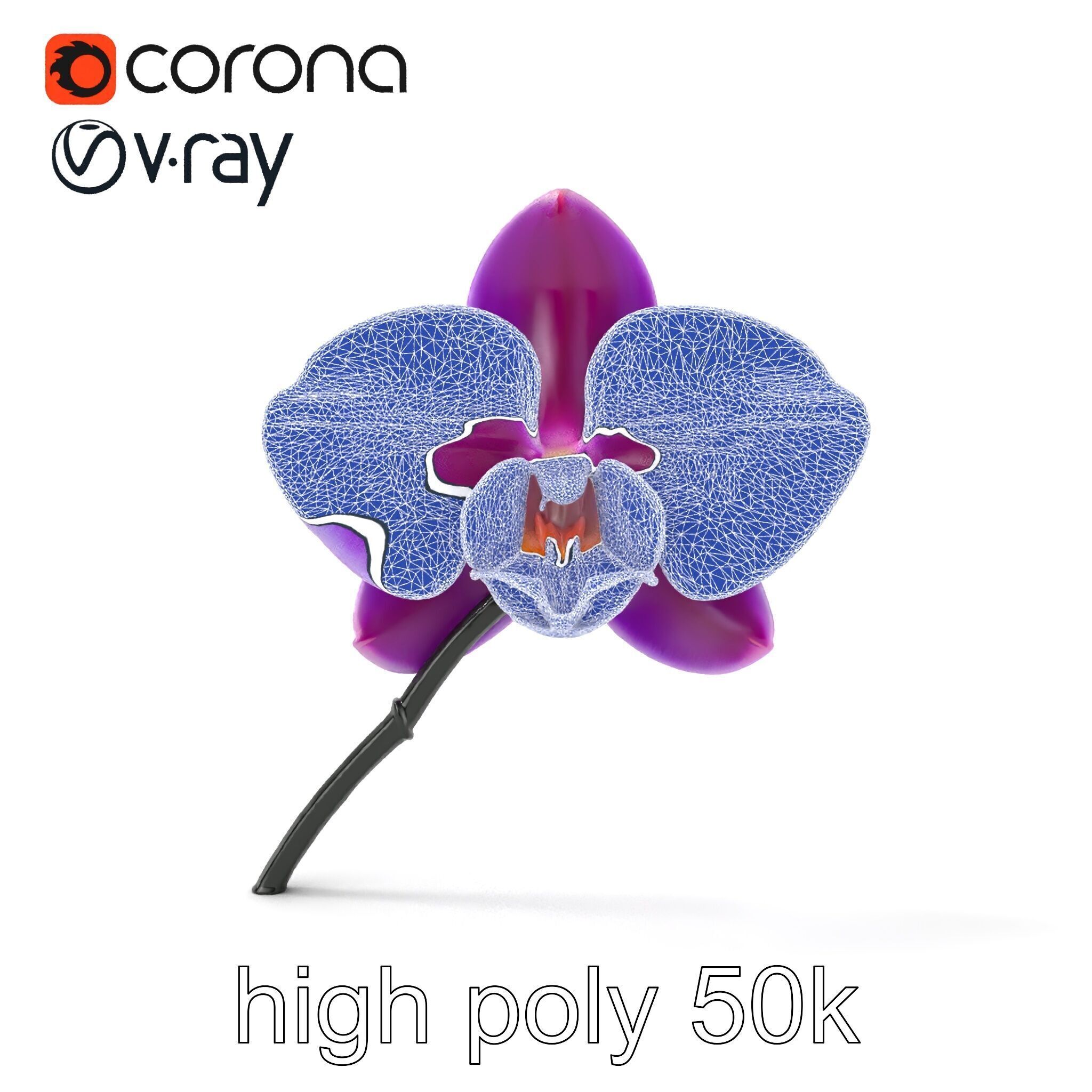 Cattleya Orchid Elegance Velvet Texture model pack Low-poly 3D model_17