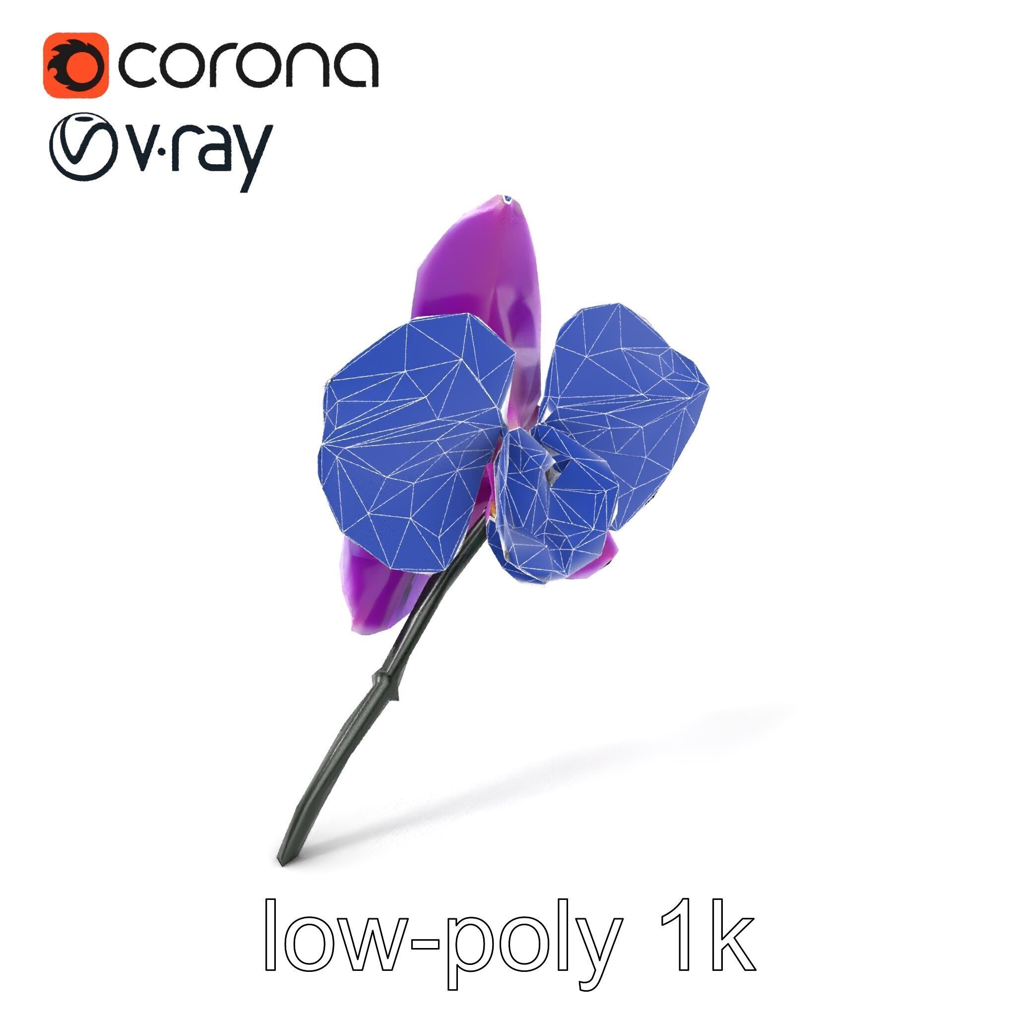 Cattleya Orchid Elegance Velvet Texture model pack Low-poly 3D model_6