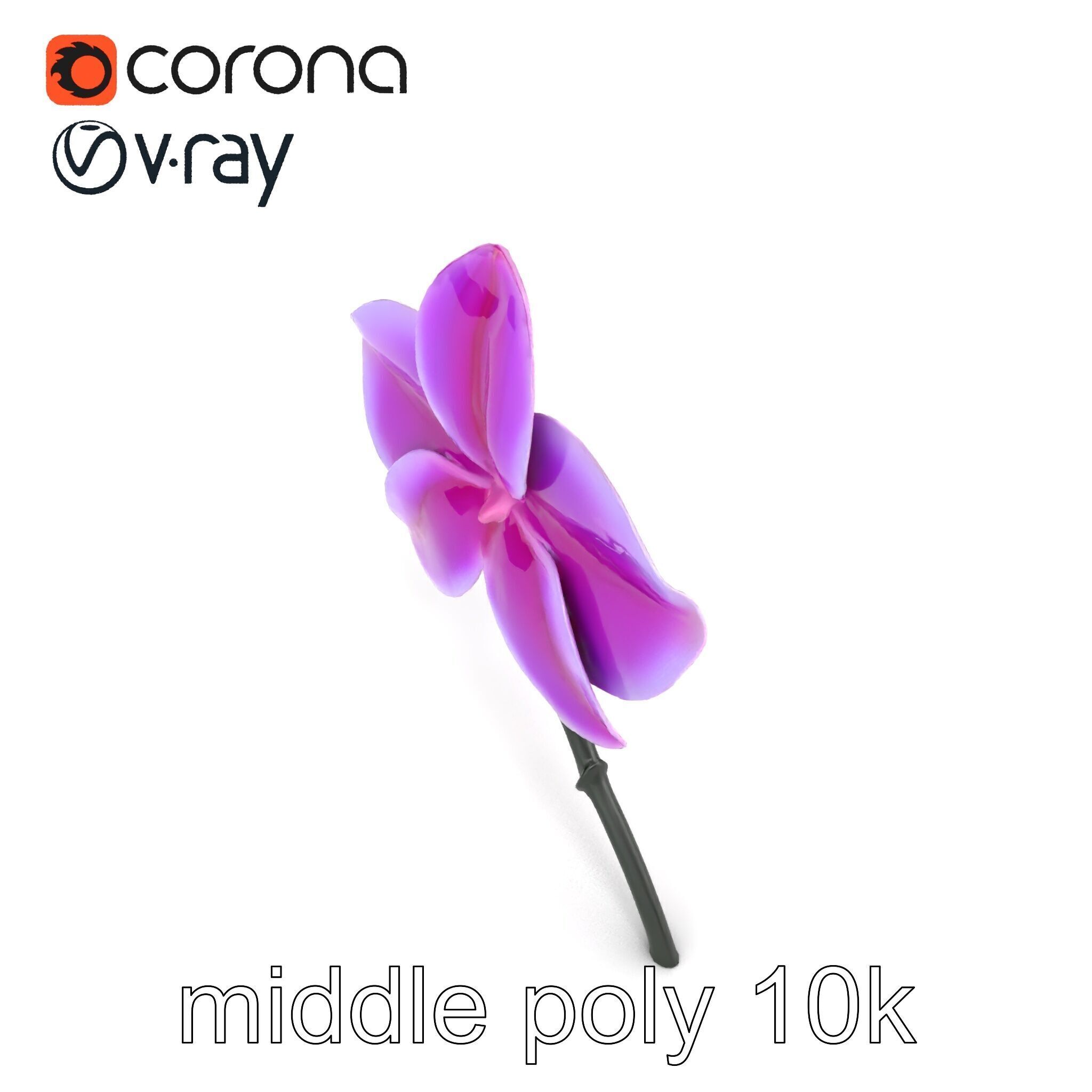 Cattleya Orchid Elegance Velvet Texture model pack Low-poly 3D model_10