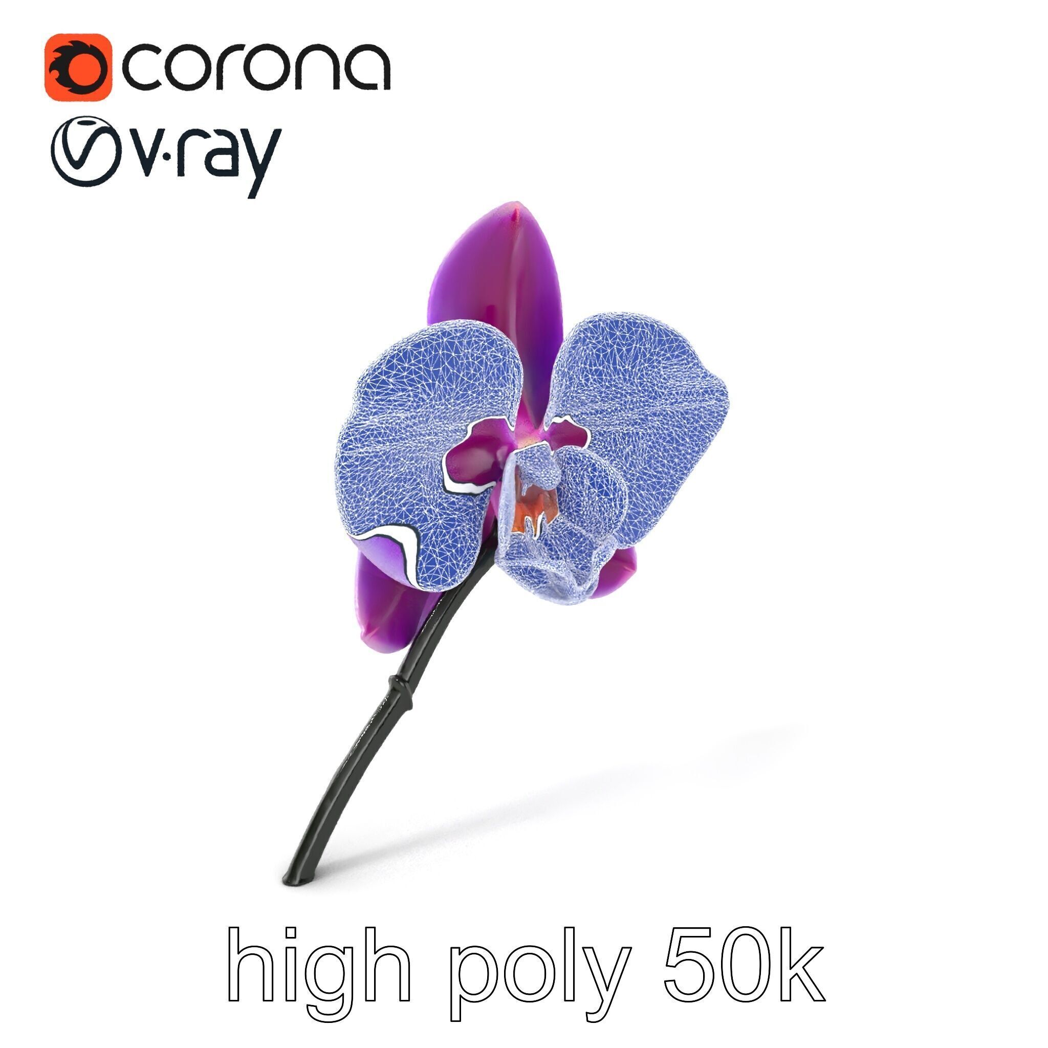 Cattleya Orchid Elegance Velvet Texture model pack Low-poly 3D model_1