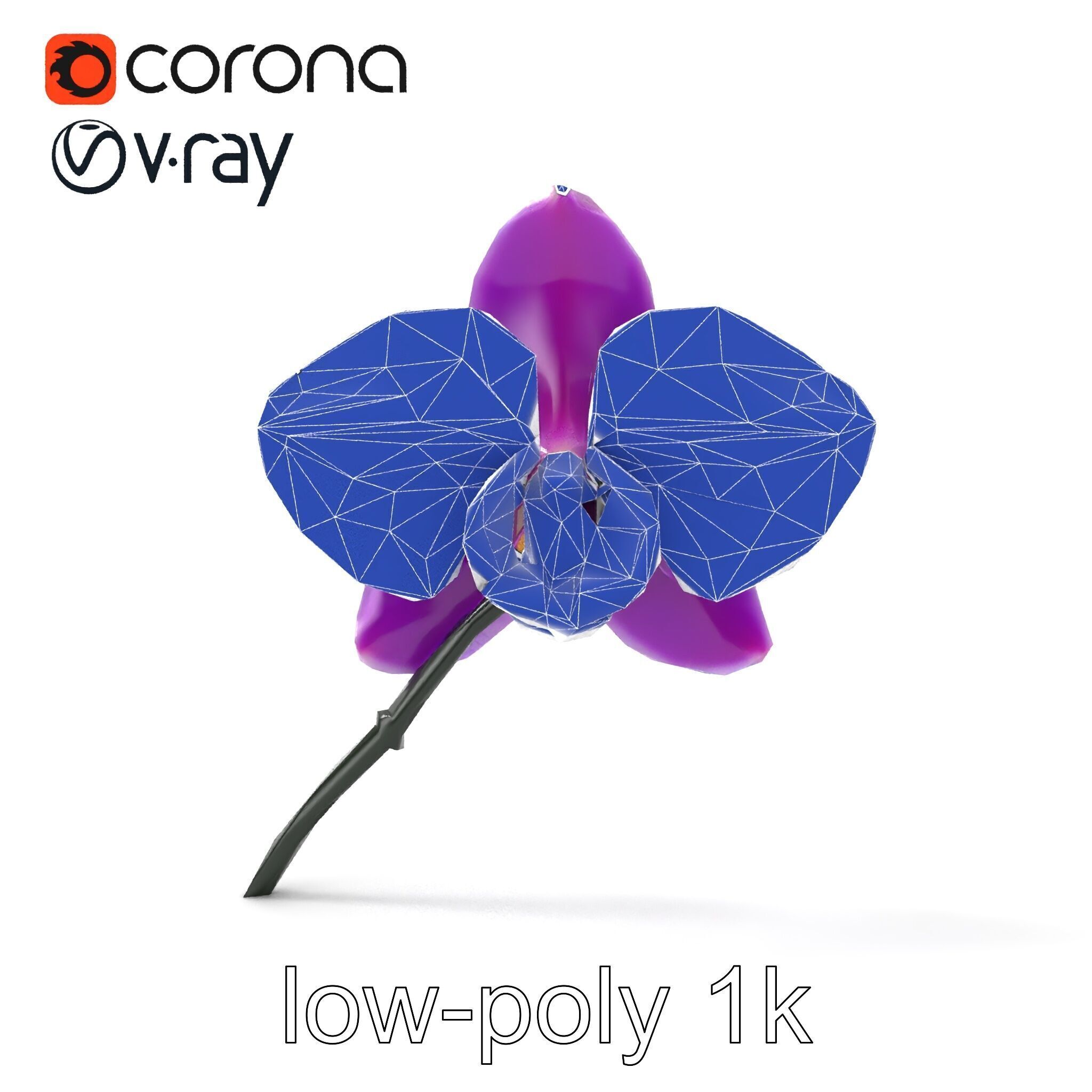 Cattleya Orchid Elegance Velvet Texture model pack Low-poly 3D model_22