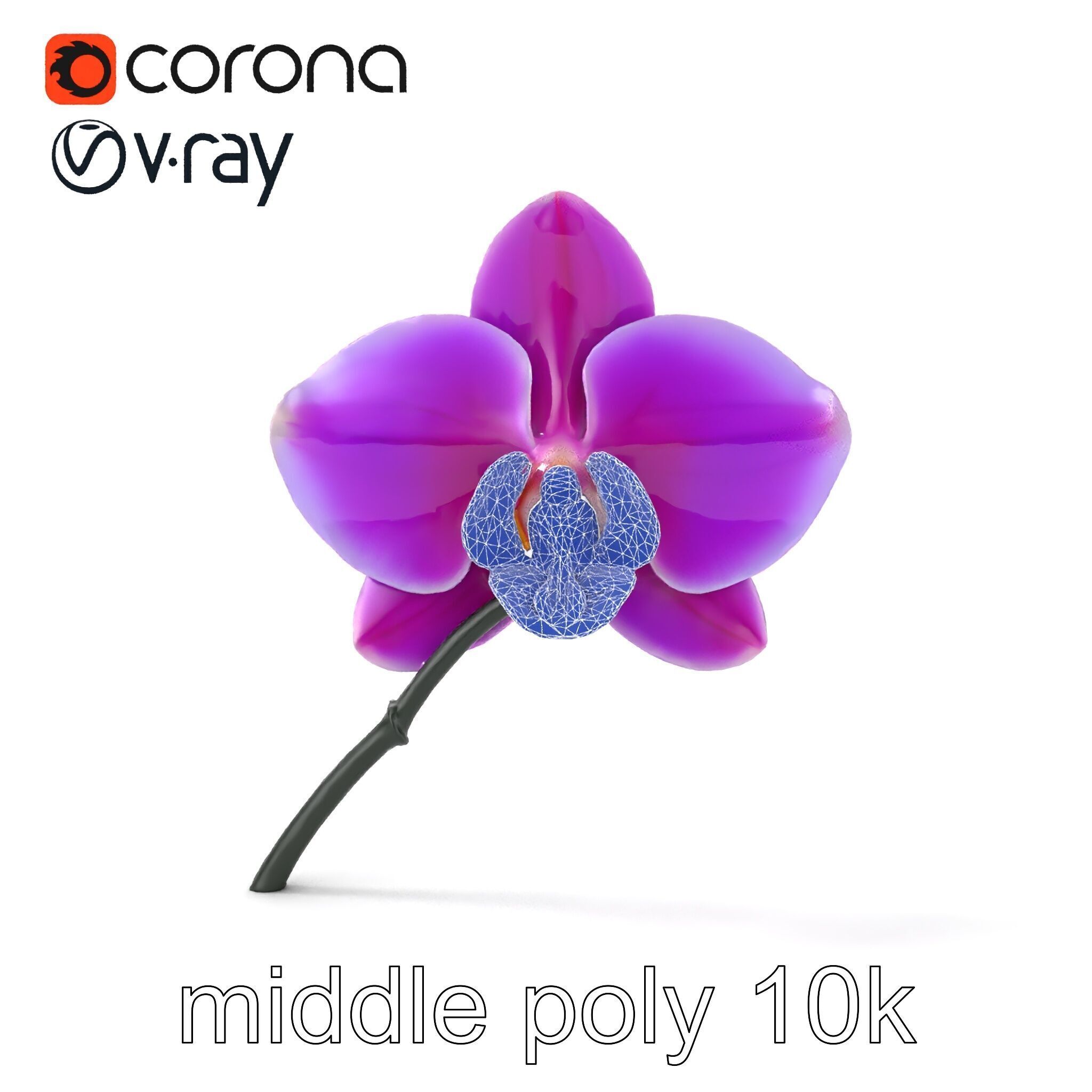 Cattleya Orchid Elegance Velvet Texture model pack Low-poly 3D model_23
