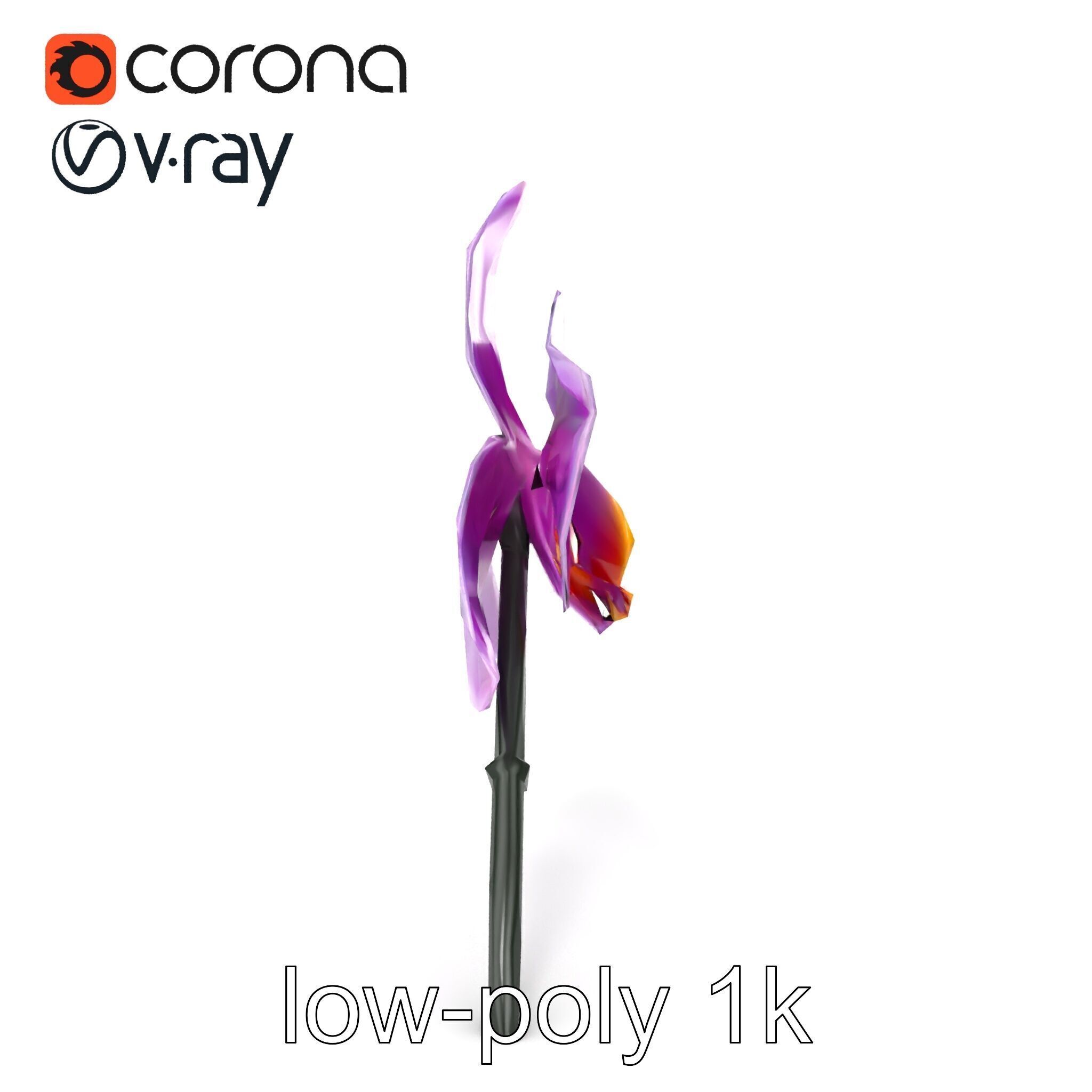Cattleya Orchid Elegance Velvet Texture model pack Low-poly 3D model_26