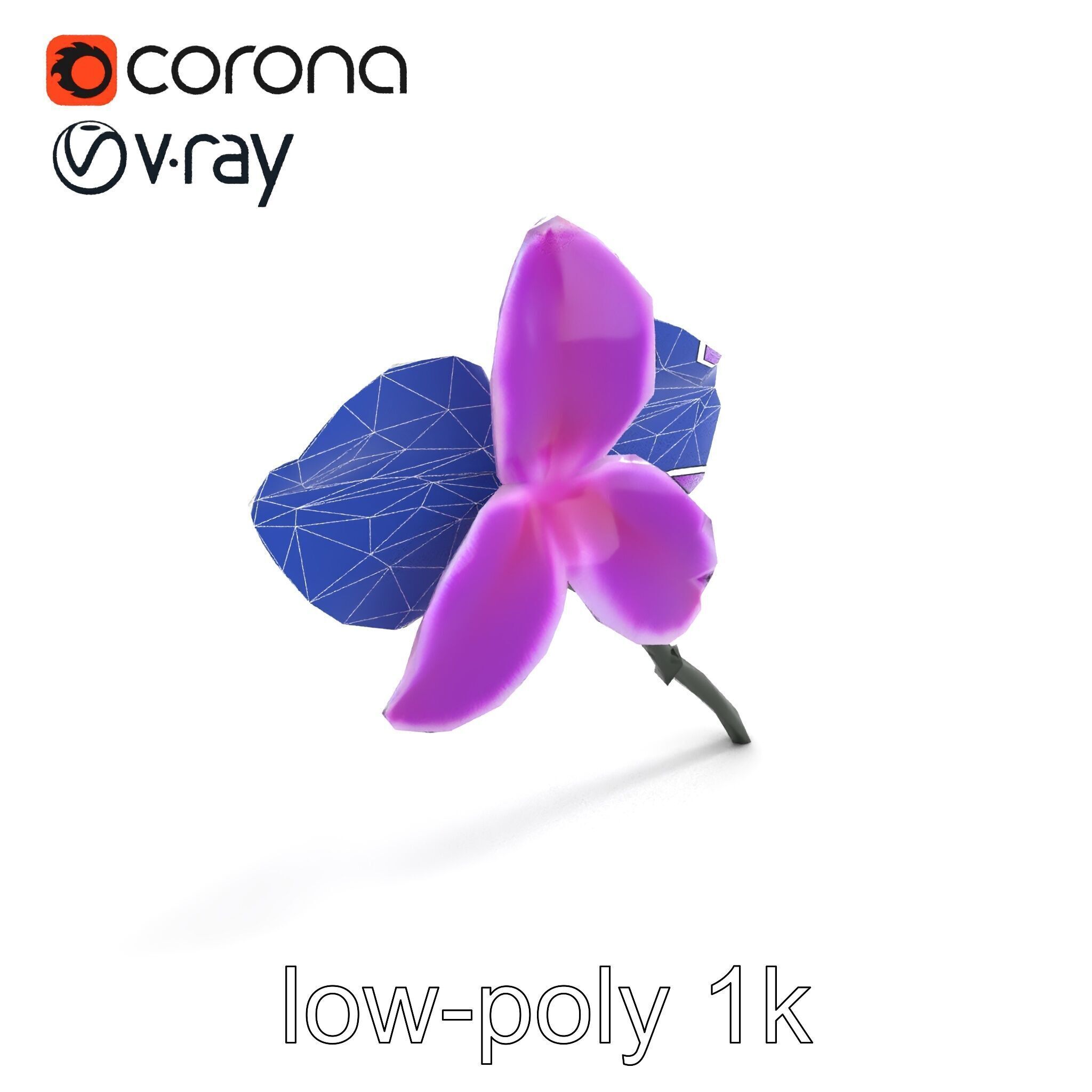 Cattleya Orchid Elegance Velvet Texture model pack Low-poly 3D model_14