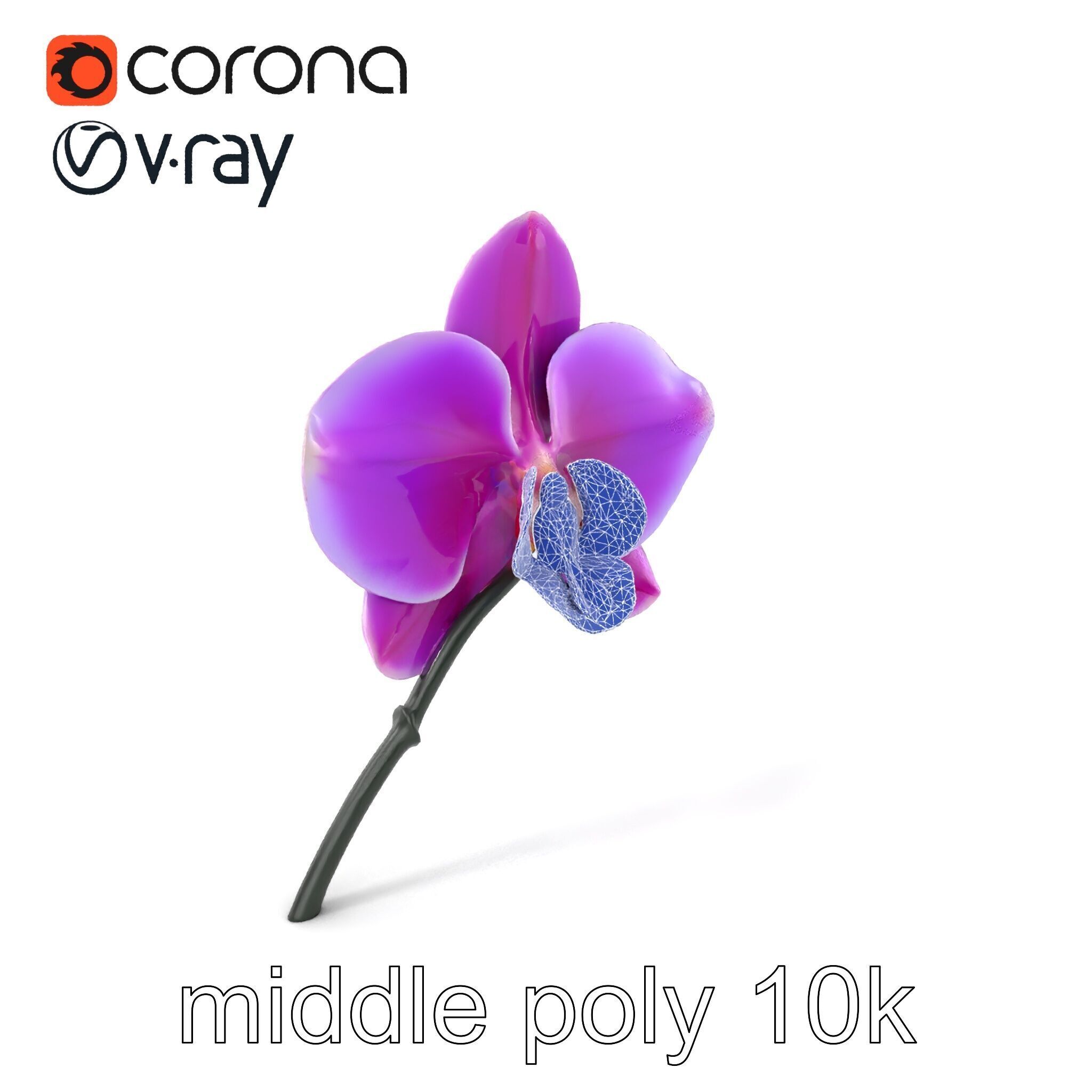 Cattleya Orchid Elegance Velvet Texture model pack Low-poly 3D model_5
