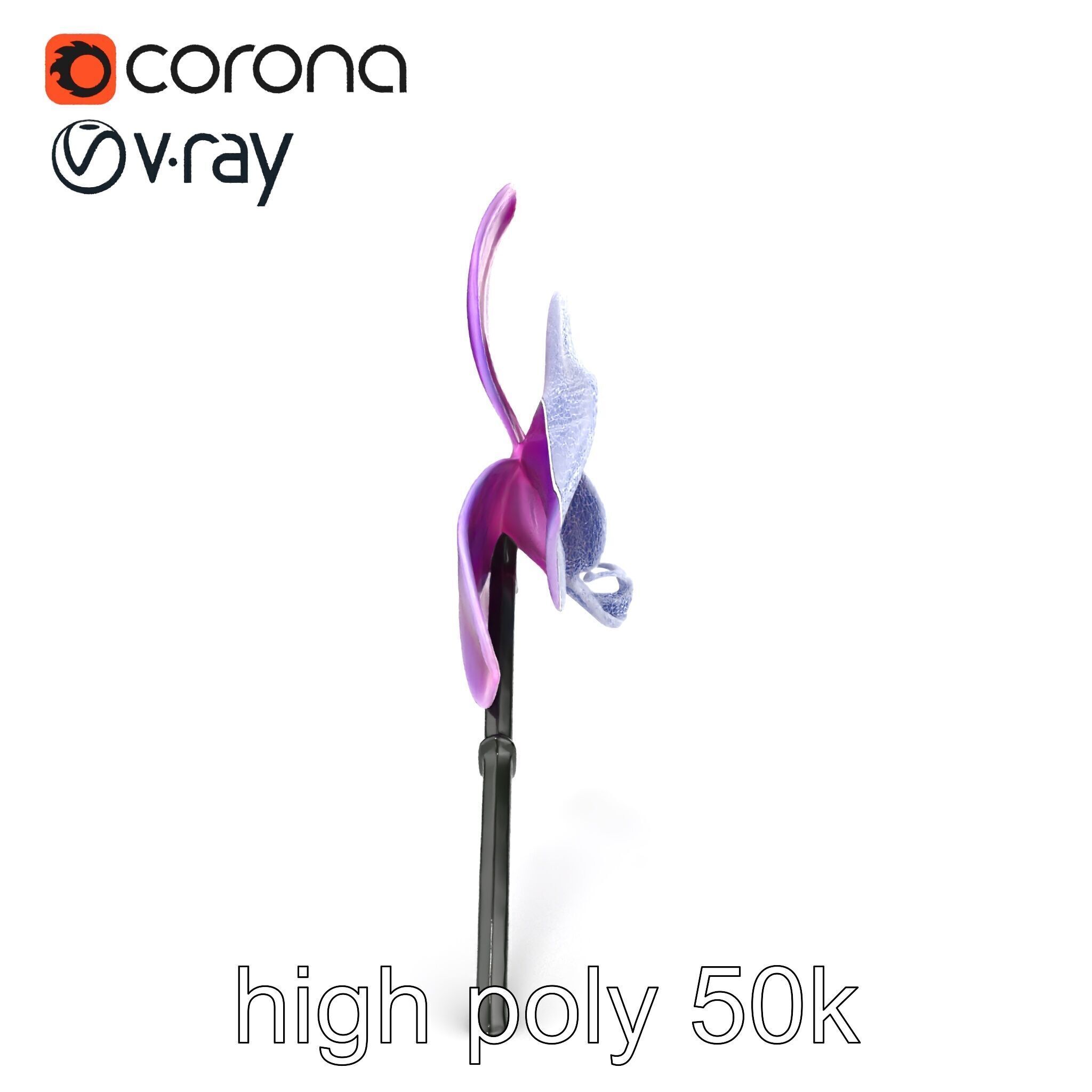 Cattleya Orchid Elegance Velvet Texture model pack Low-poly 3D model_25