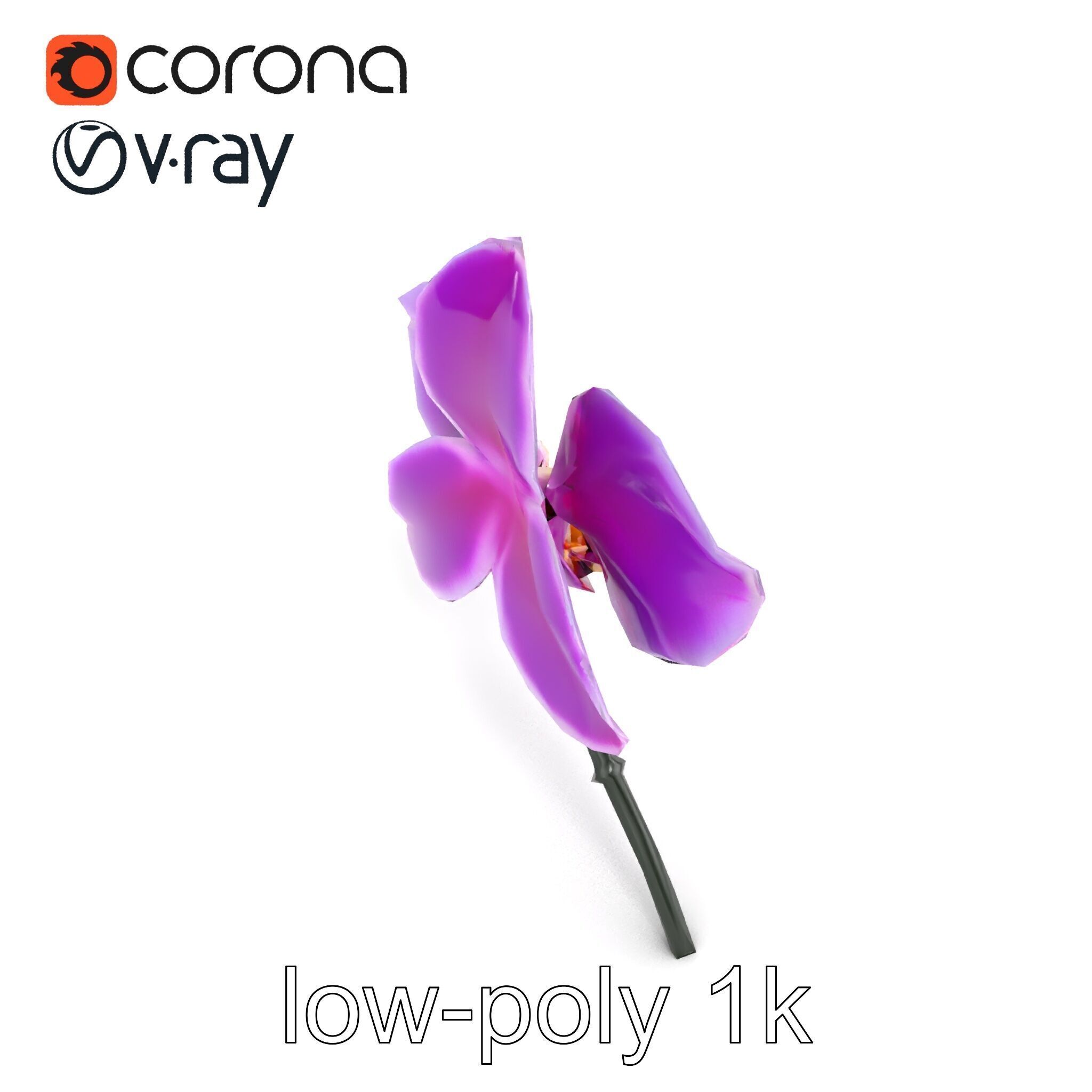 Cattleya Orchid Elegance Velvet Texture model pack Low-poly 3D model_18