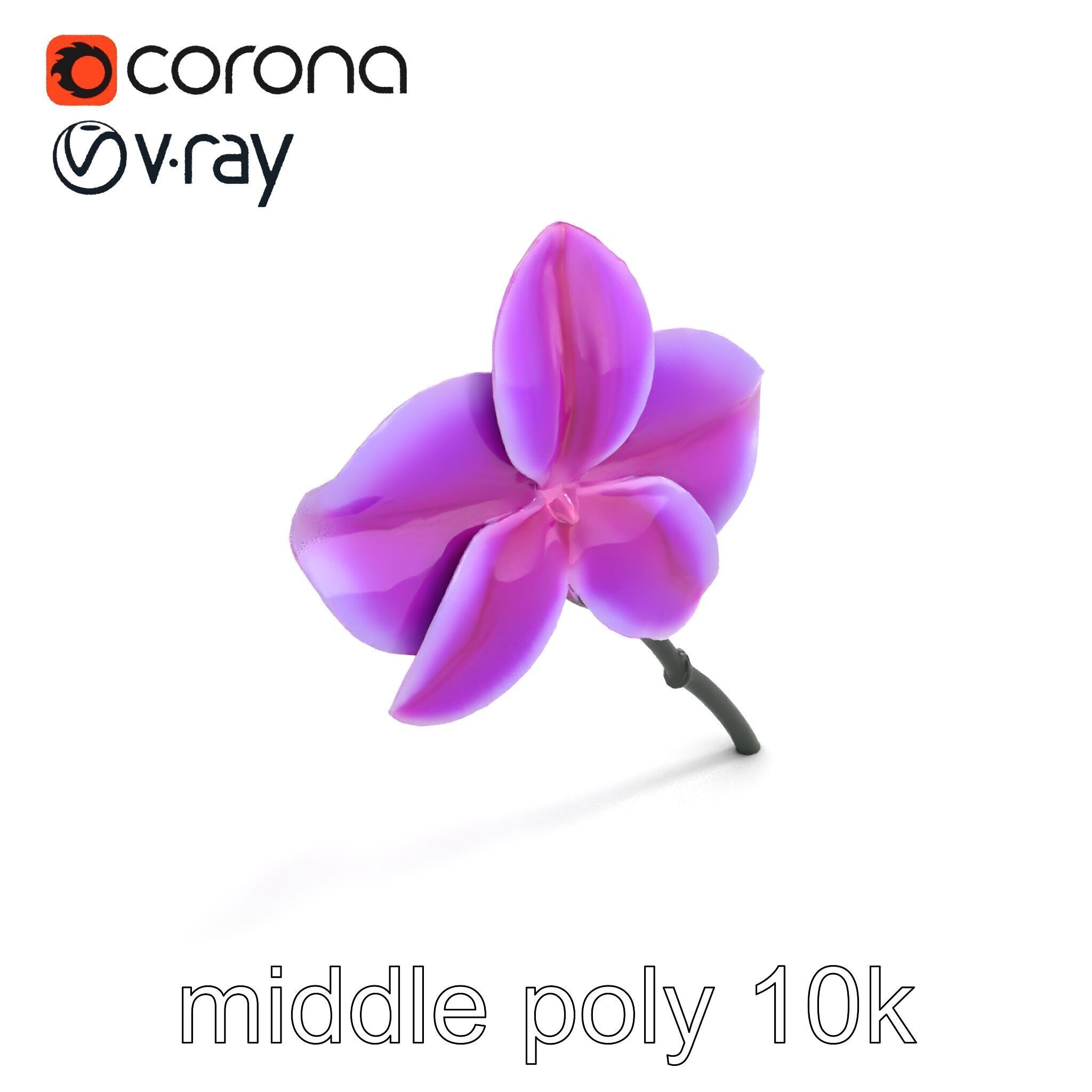 Cattleya Orchid Elegance Velvet Texture model pack Low-poly 3D model_15