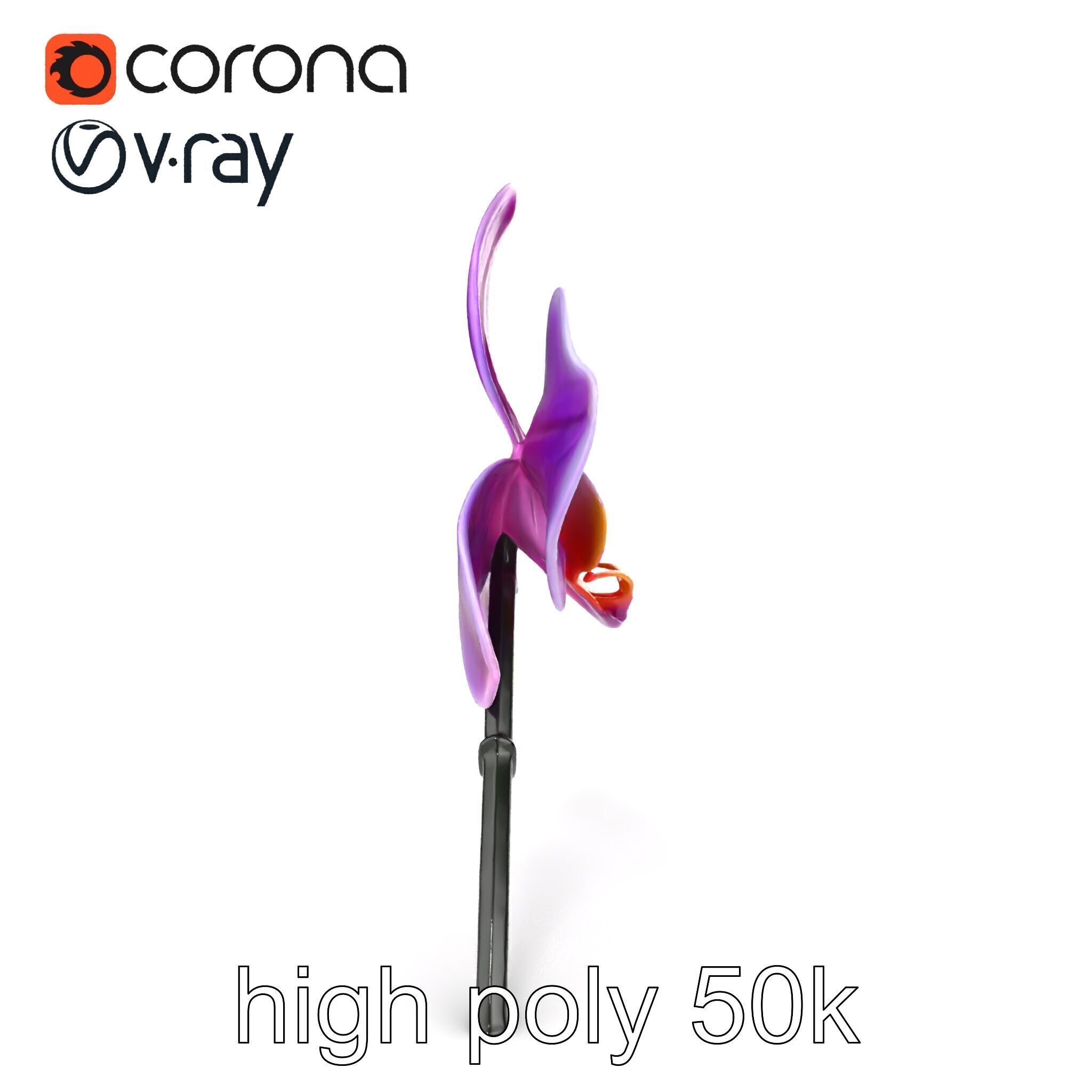 Cattleya Orchid Elegance Velvet Texture model pack Low-poly 3D model_24