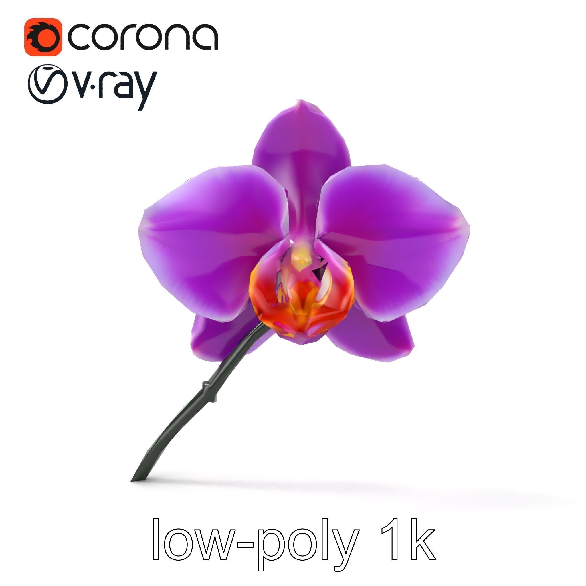 Cattleya Orchid Elegance Velvet Texture model pack Low-poly 3D model_29