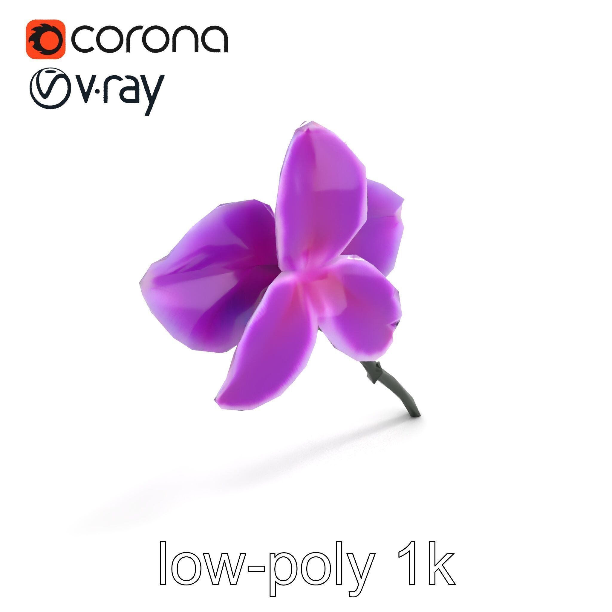Cattleya Orchid Elegance Velvet Texture model pack Low-poly 3D model_8
