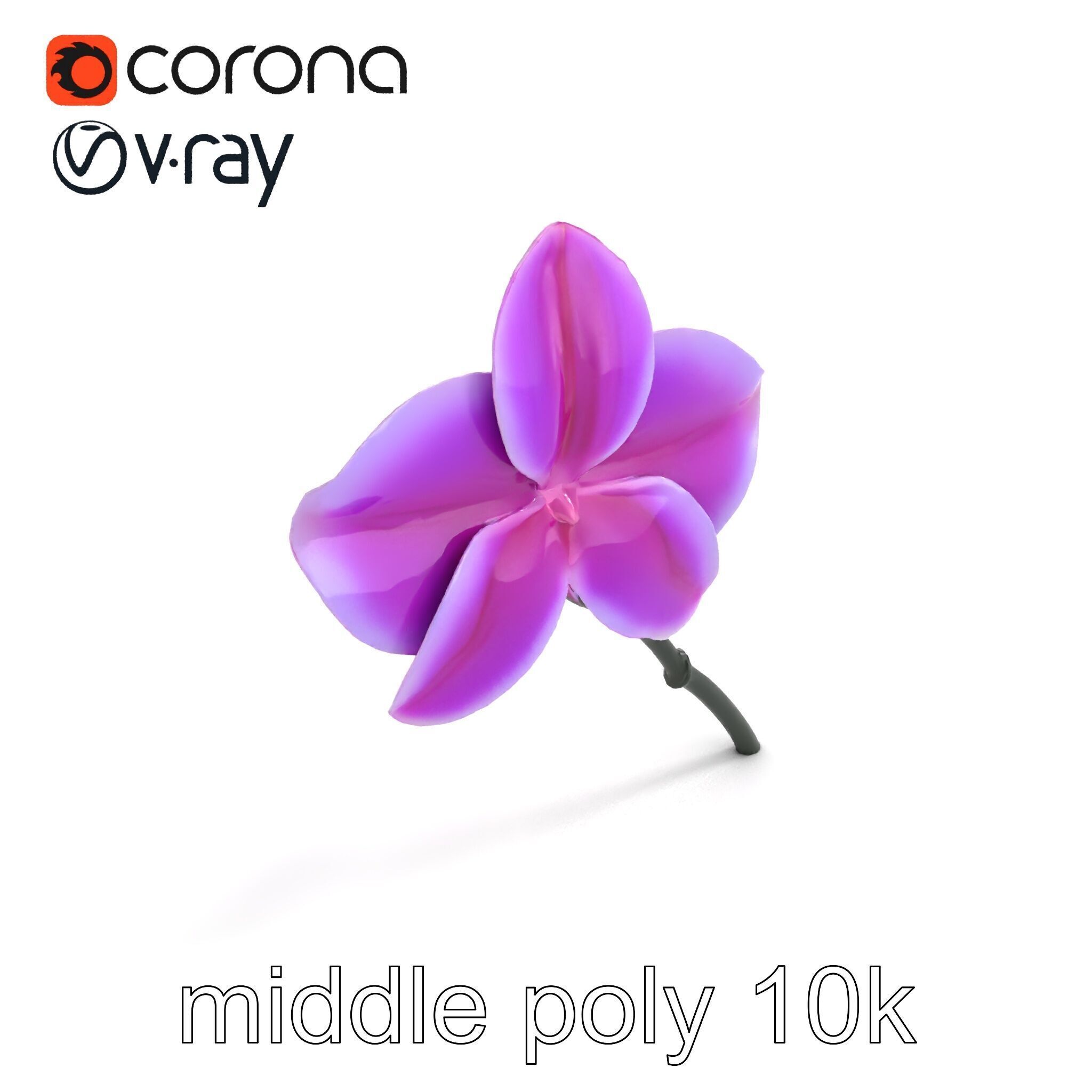 Cattleya Orchid Elegance Velvet Texture model pack Low-poly 3D model_7