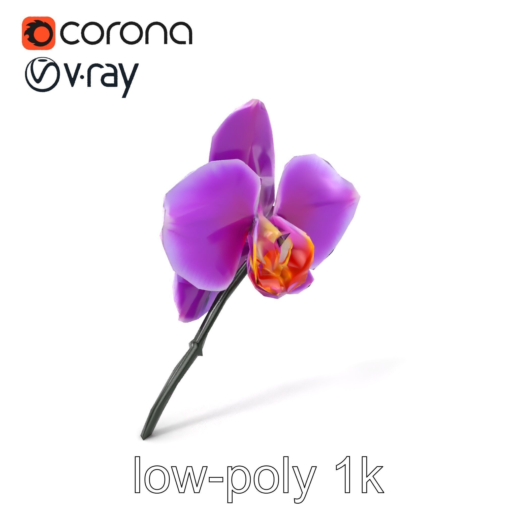 Cattleya Orchid Elegance Velvet Texture model pack Low-poly 3D model_4