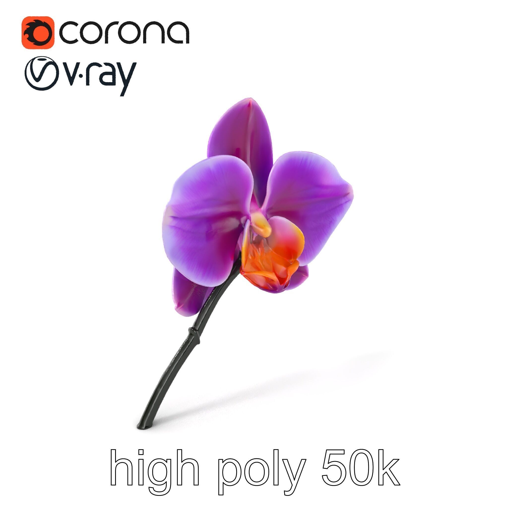 Cattleya Orchid Elegance Velvet Texture model pack Low-poly 3D model_2