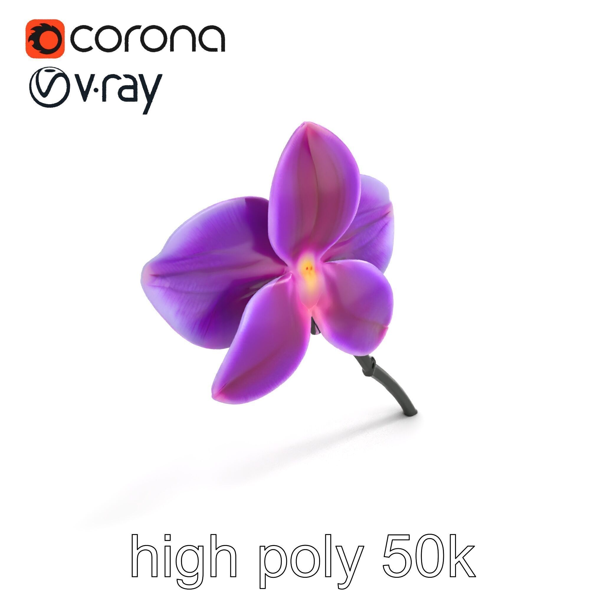 Cattleya Orchid Elegance Velvet Texture model pack Low-poly 3D model_9