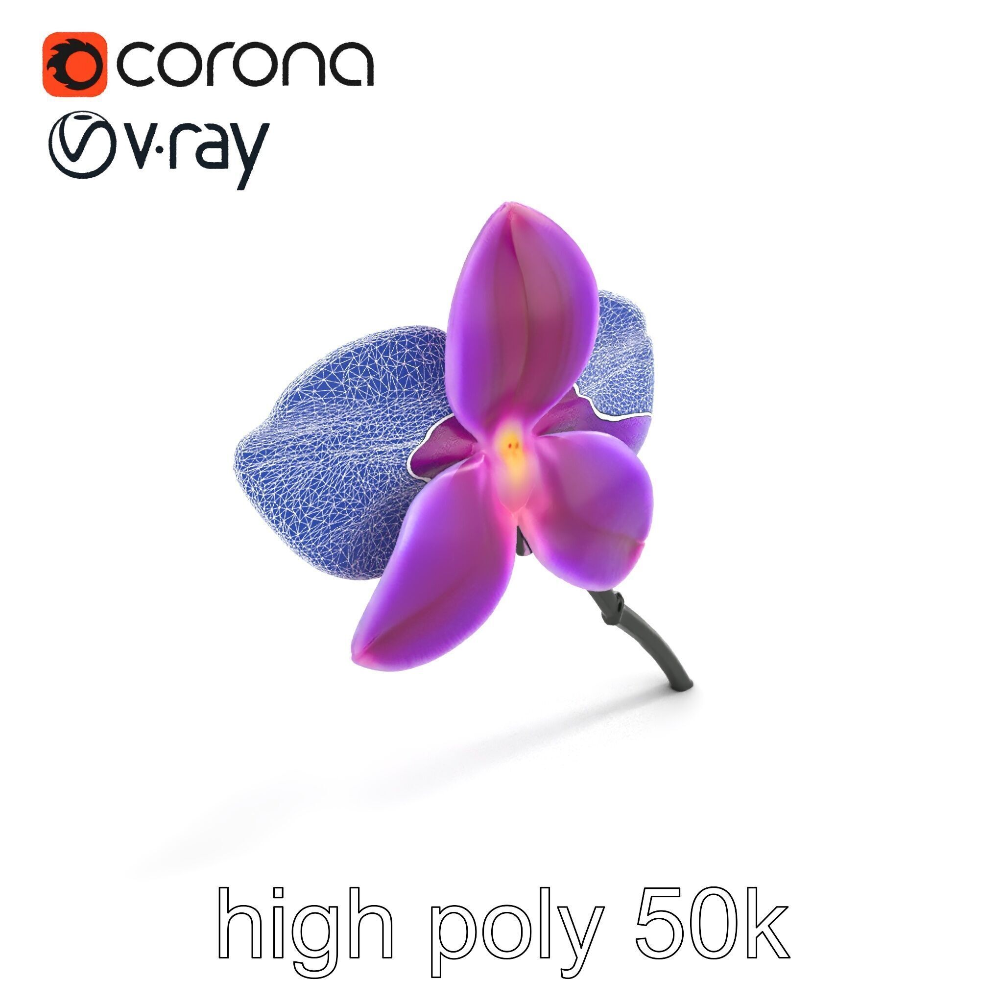 Cattleya Orchid Elegance Velvet Texture model pack Low-poly 3D model_30