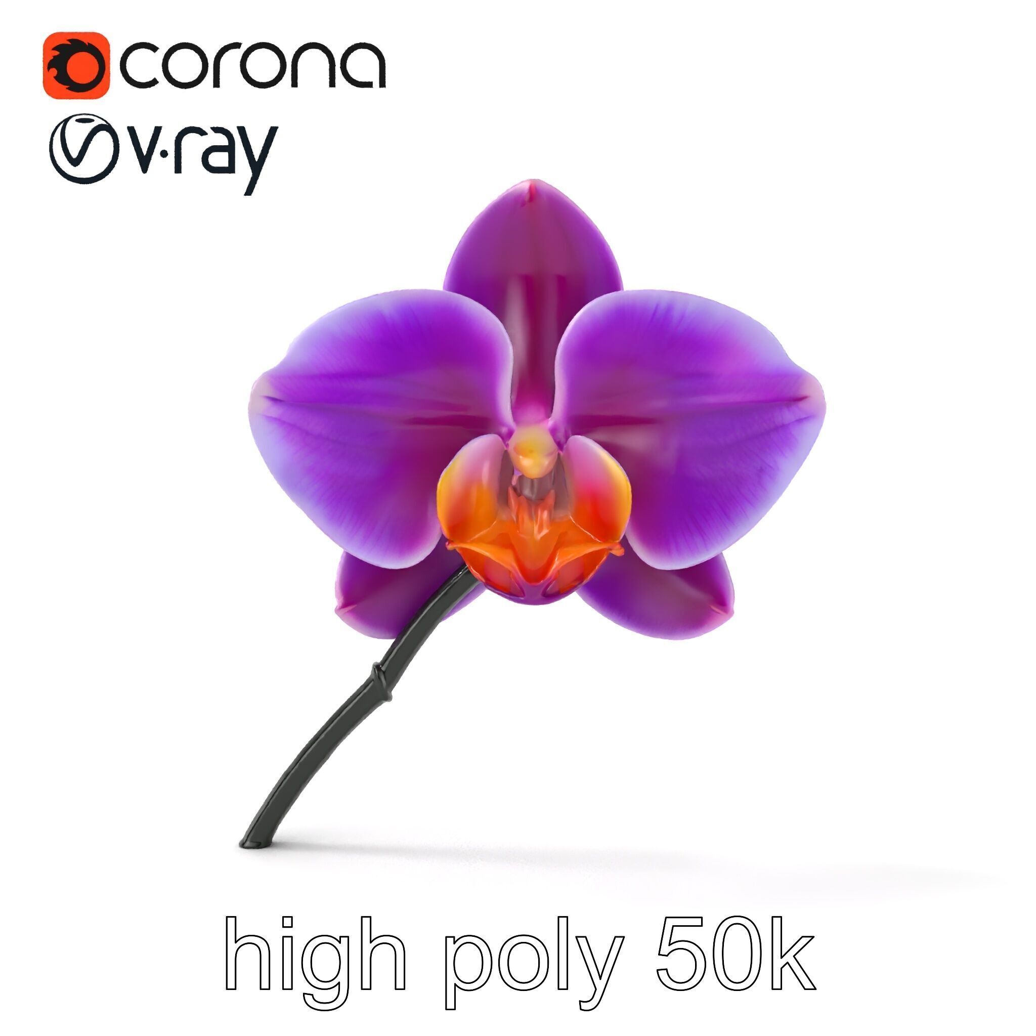 Cattleya Orchid Elegance Velvet Texture model pack Low-poly 3D model_20