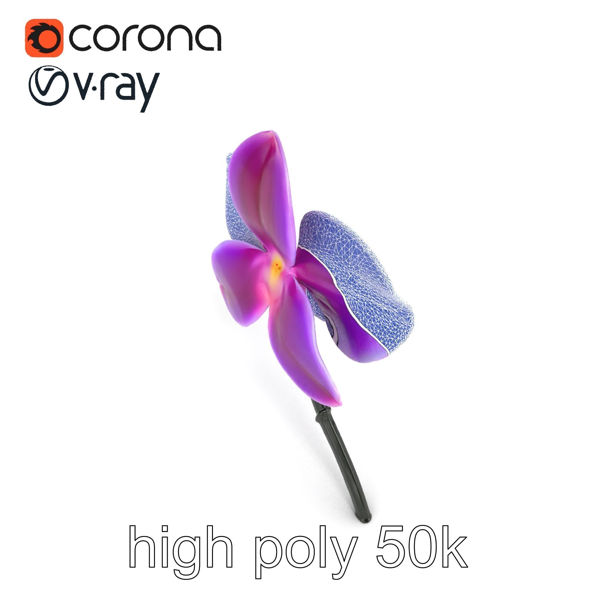 Cattleya Orchid Elegance Velvet Texture model pack Low-poly 3D model_19