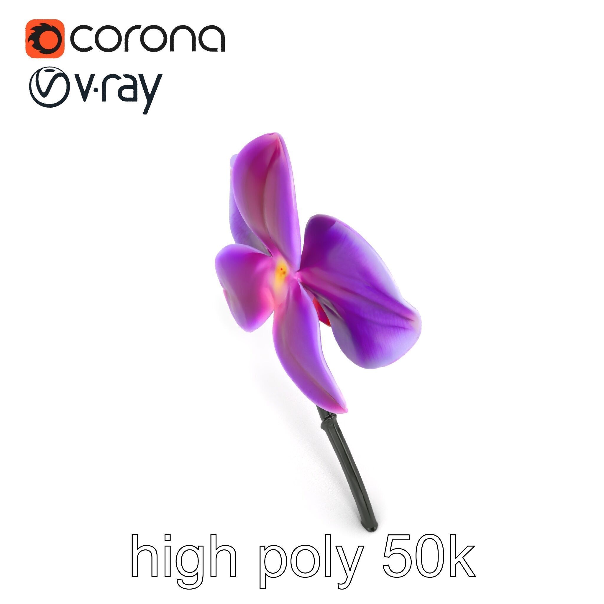 Cattleya Orchid Elegance Velvet Texture model pack Low-poly 3D model_16