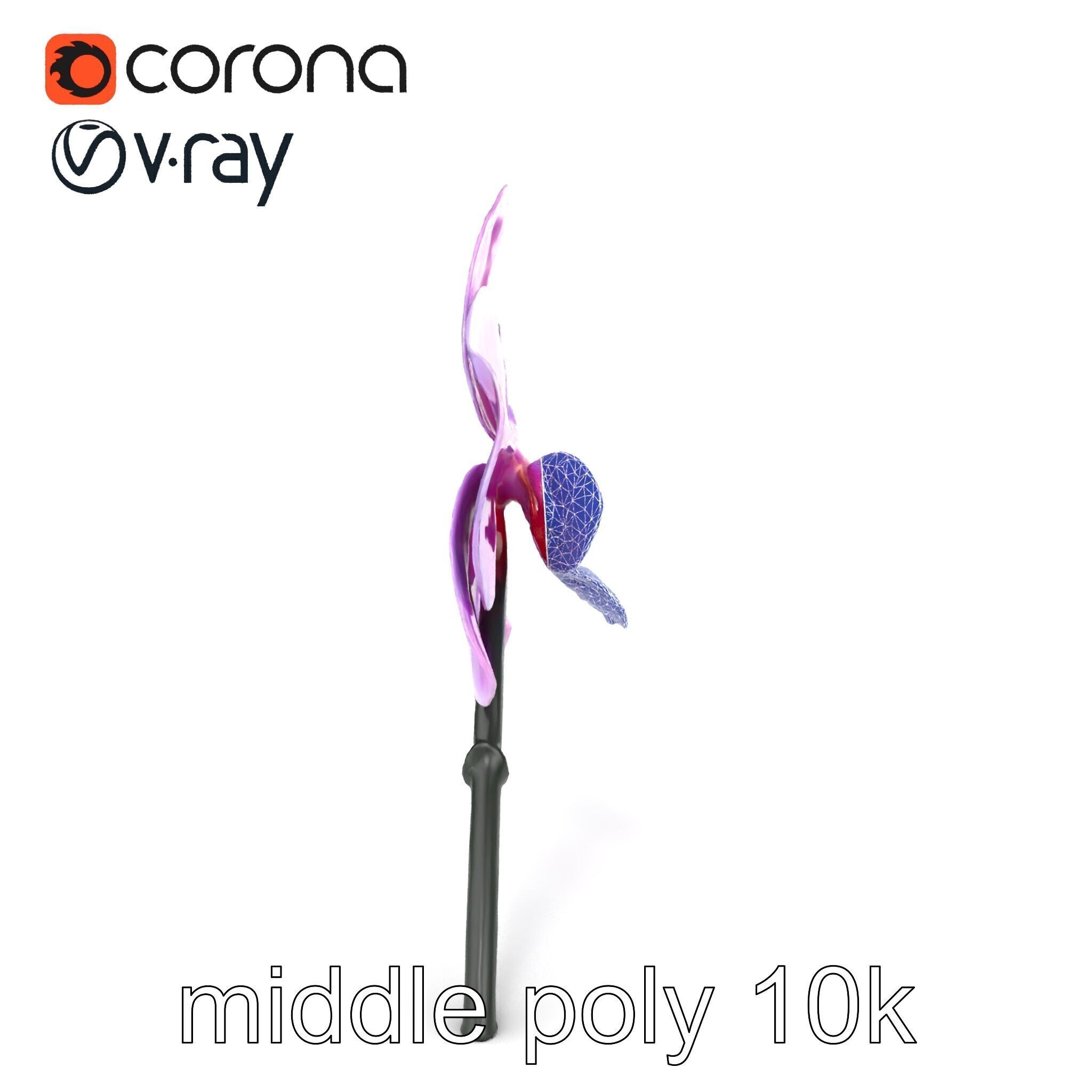 Cattleya Orchid Elegance Velvet Texture model pack Low-poly 3D model_27