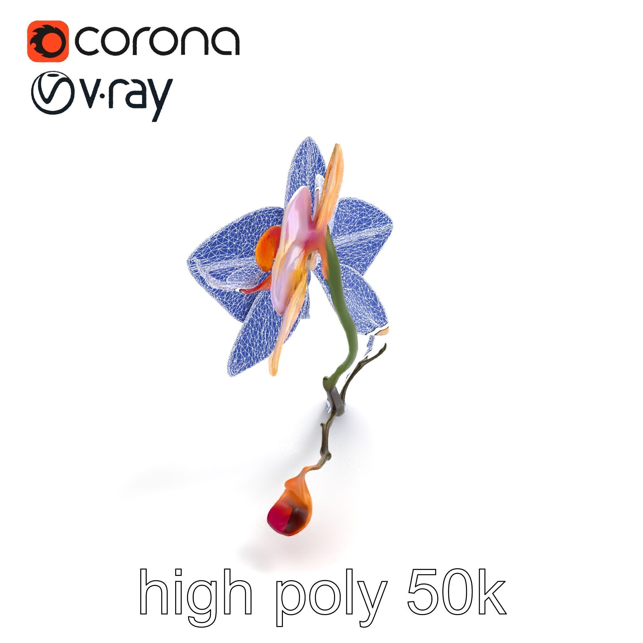 Dendrobium Orchid Floral Diversity model pack Low-poly 3D model_20