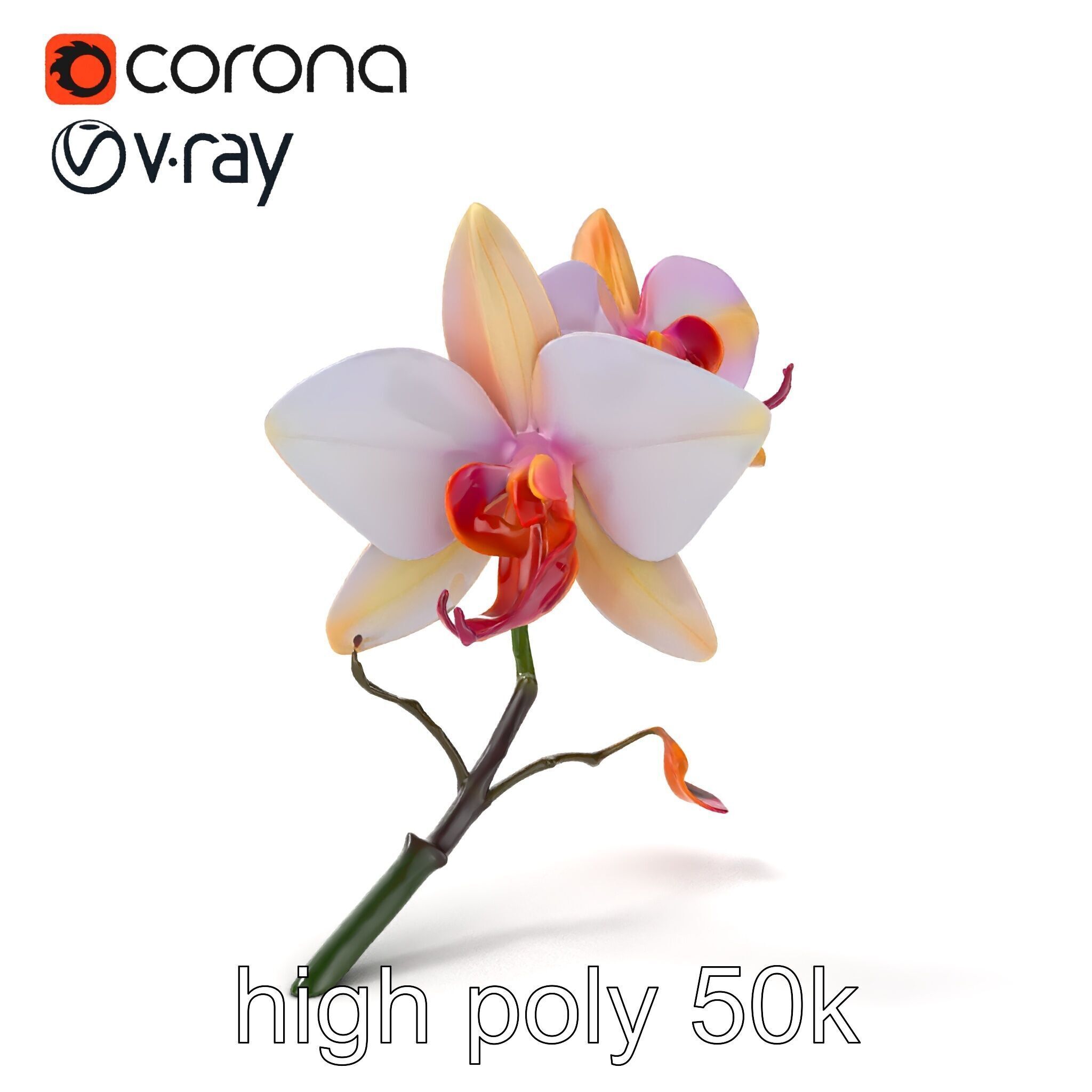 Dendrobium Orchid Floral Diversity model pack Low-poly 3D model_11