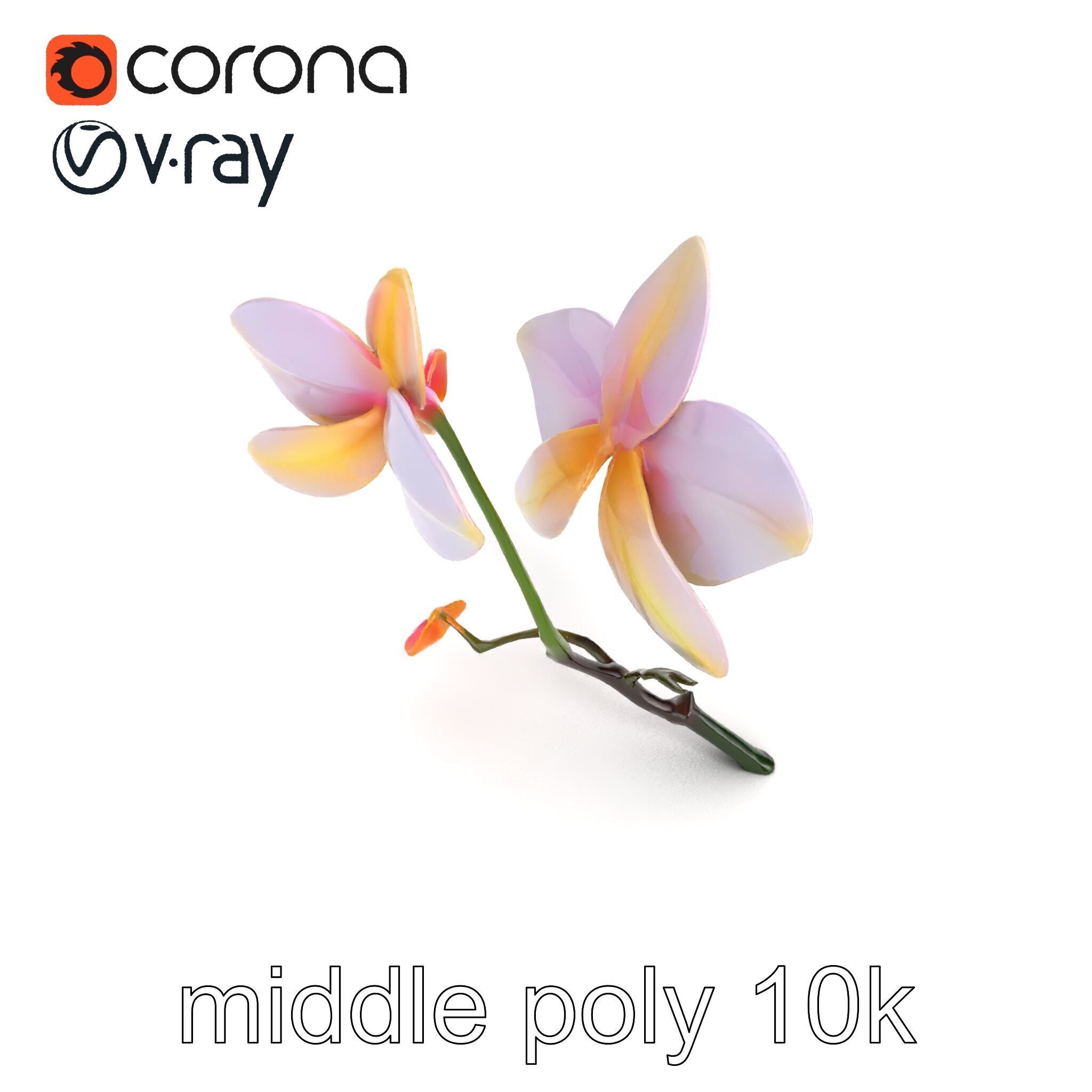 Dendrobium Orchid Floral Diversity model pack Low-poly 3D model_17