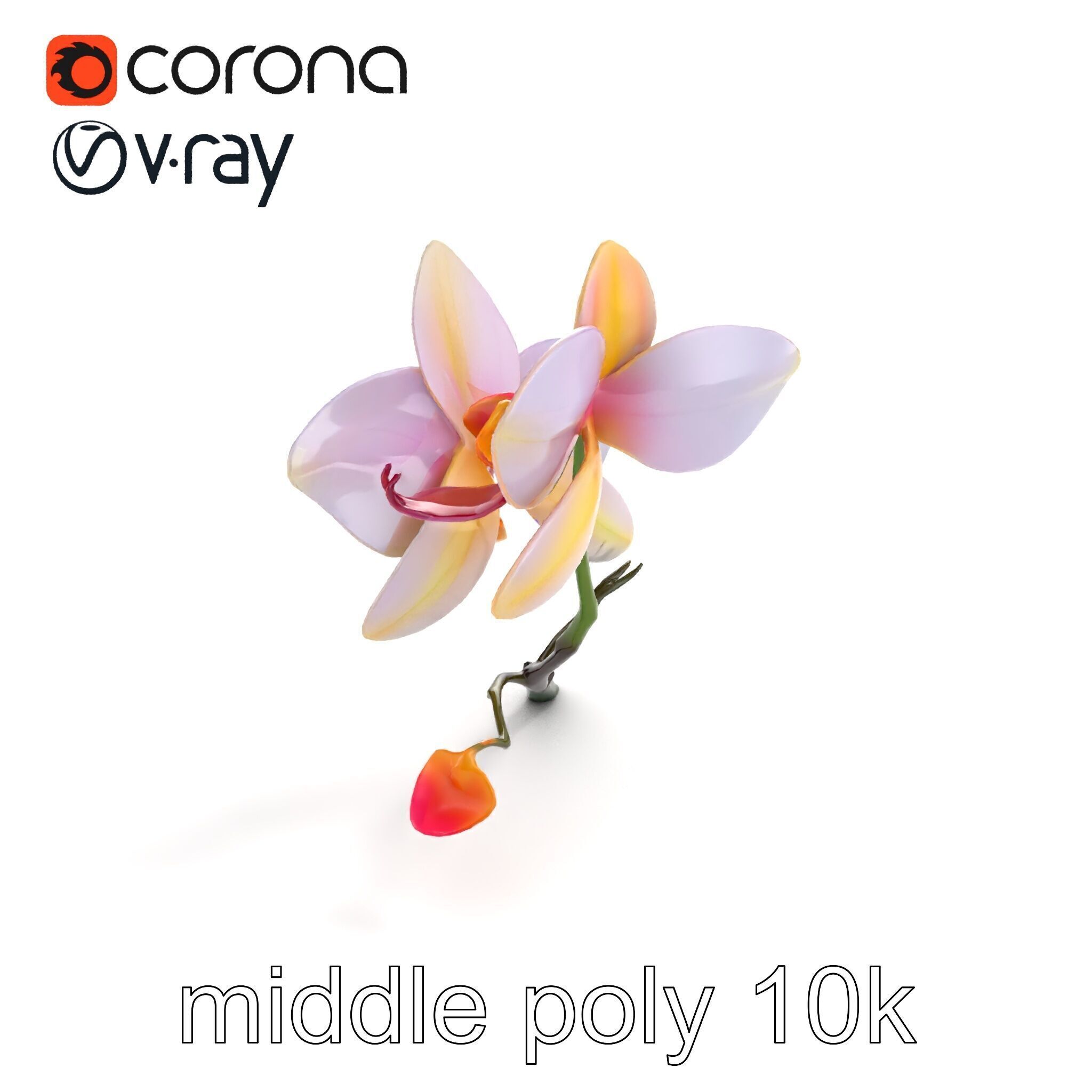 Dendrobium Orchid Floral Diversity model pack Low-poly 3D model_7